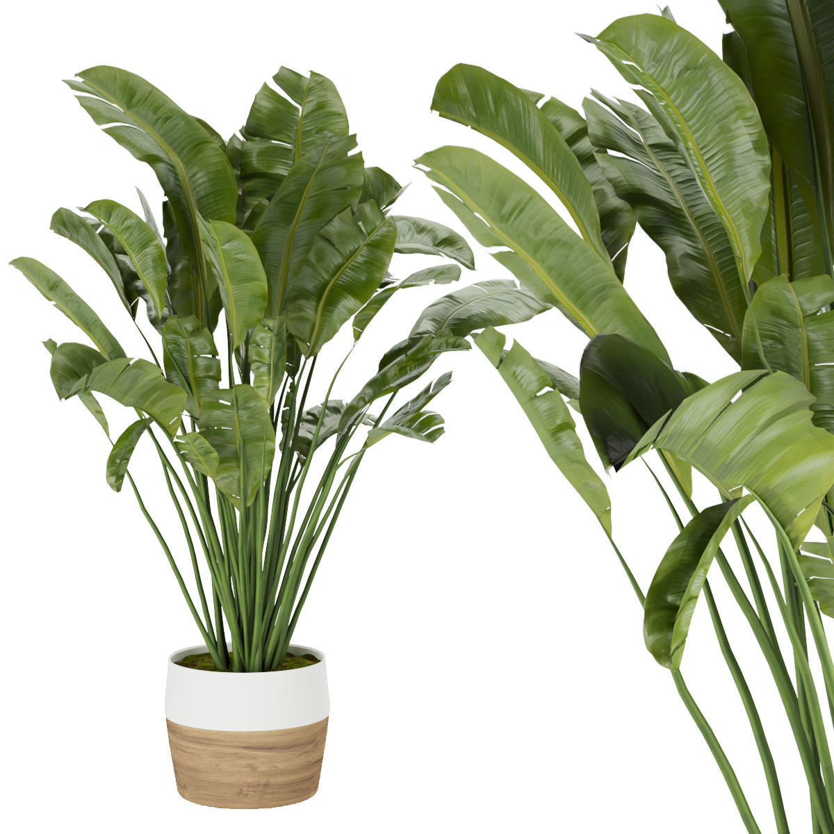 Collection plant vol 275 - indoor - leaf - Banana 3D model_1