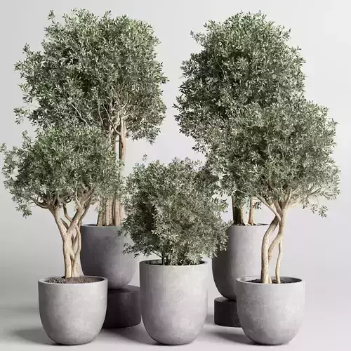 Collection Indoor outdoor plant 161 concrete dirt vase pot tree 