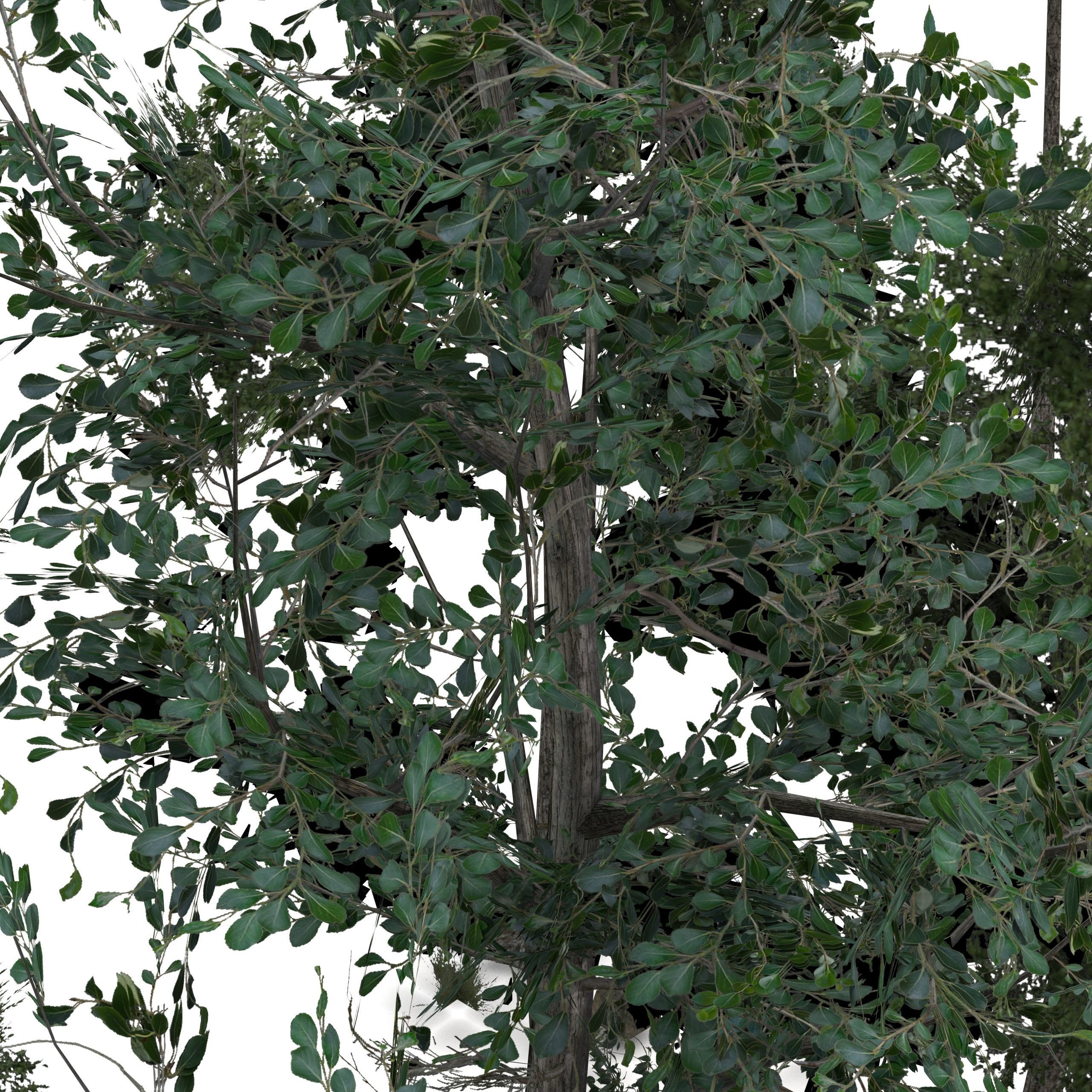 Low Poly Tree Bundle Game Ready Low-poly 3D model_9
