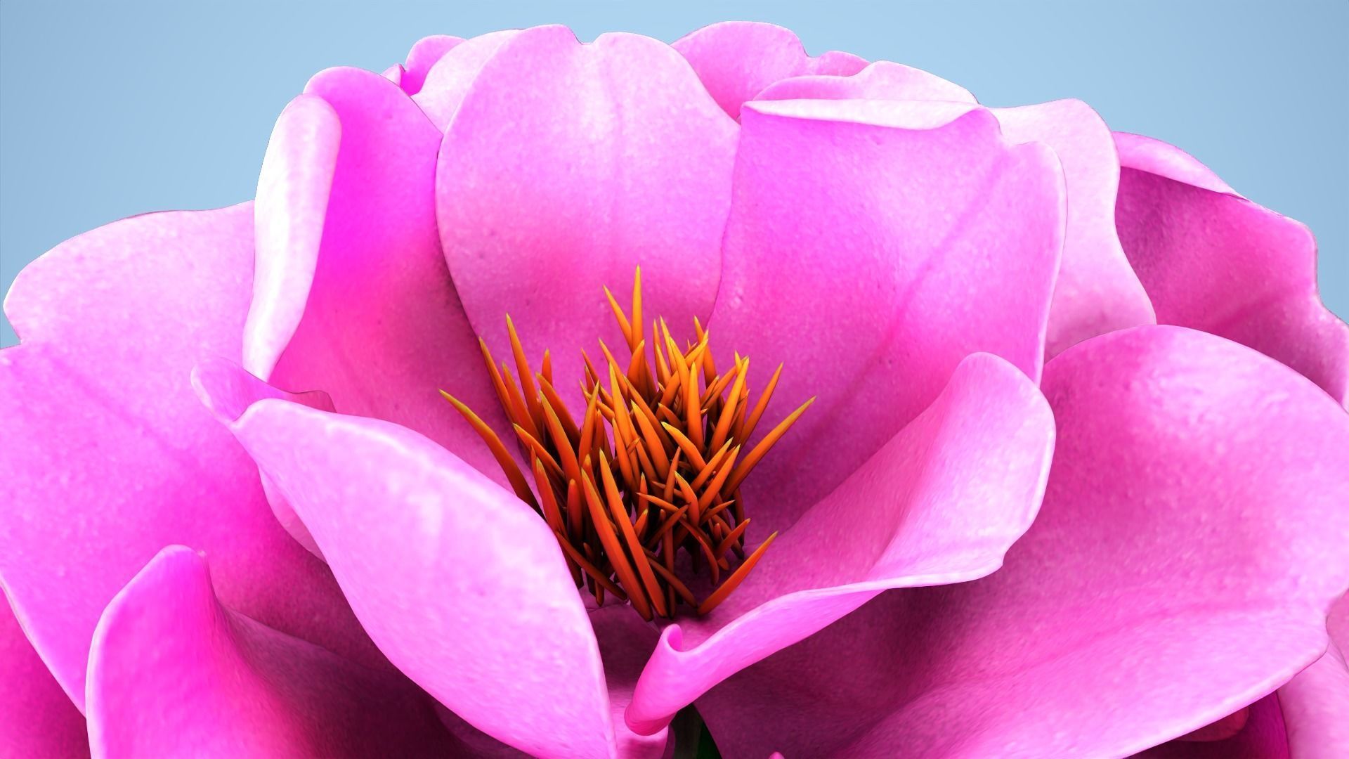 Peony flower Low-poly 3D model_5