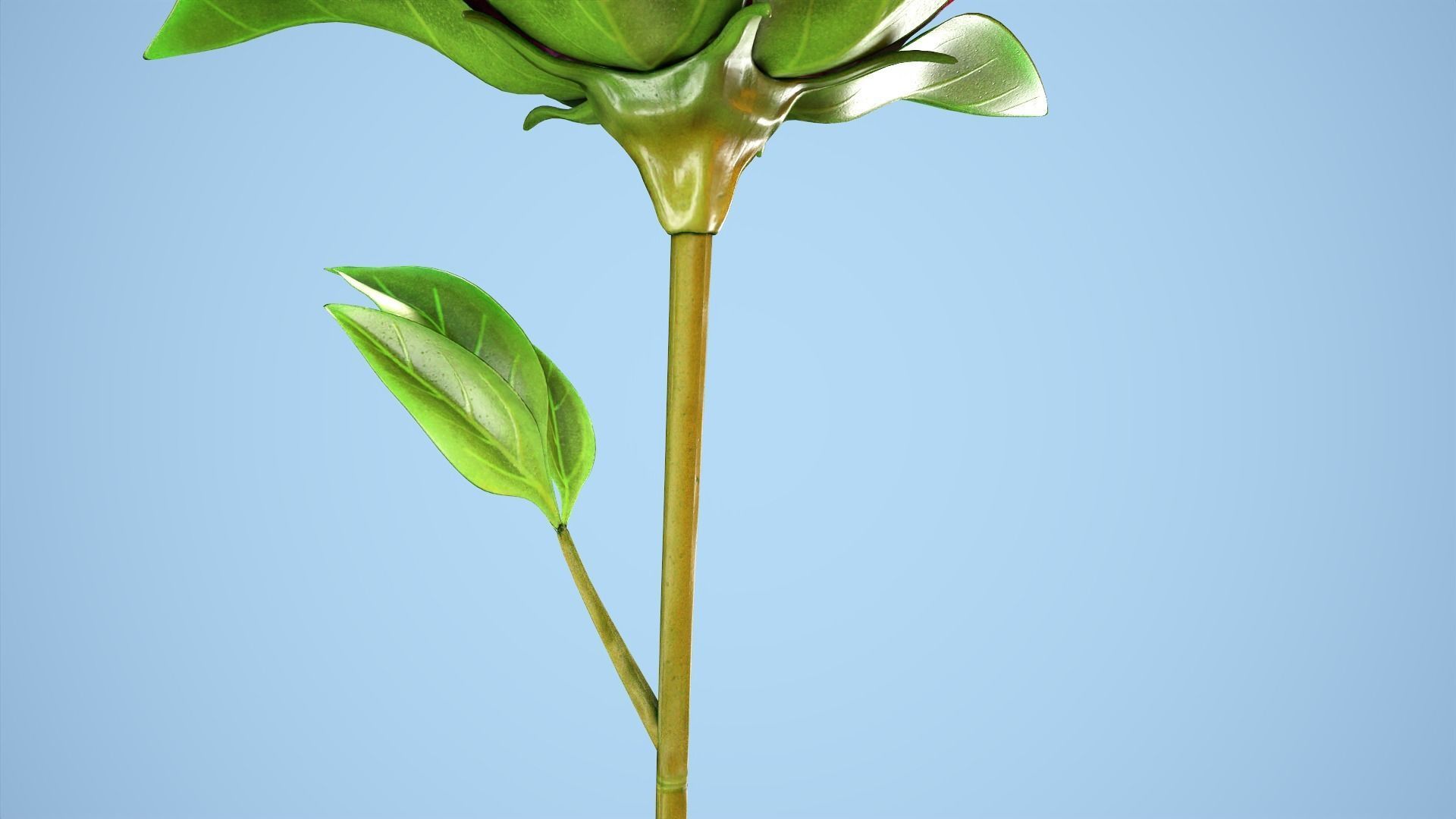 Peony flower Low-poly 3D model_6