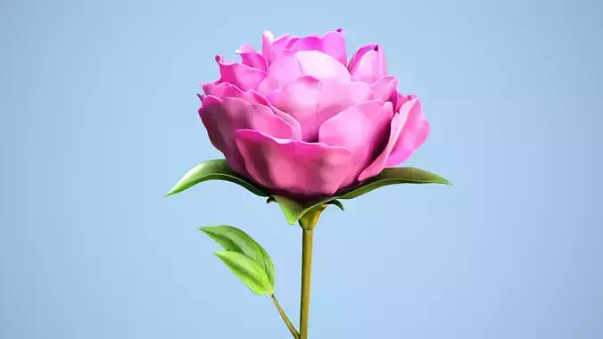 Peony flower