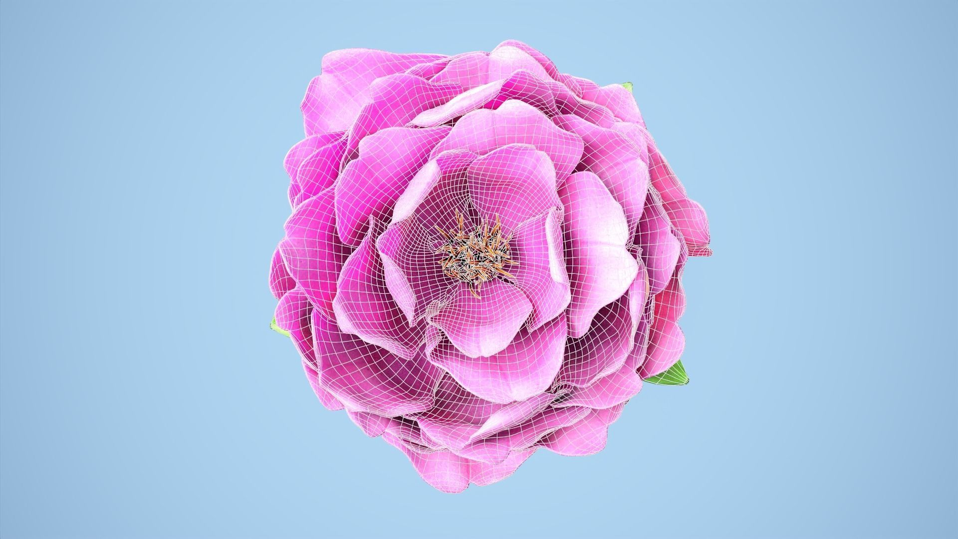 Peony flower Low-poly 3D model_9
