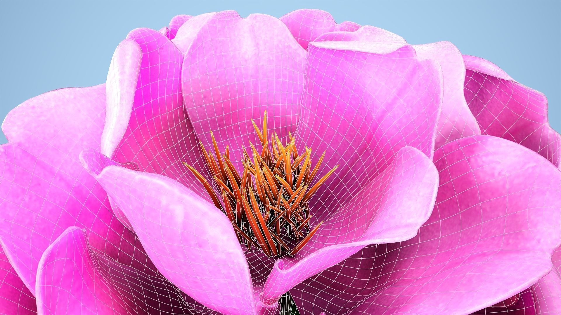 Peony flower Low-poly 3D model_12
