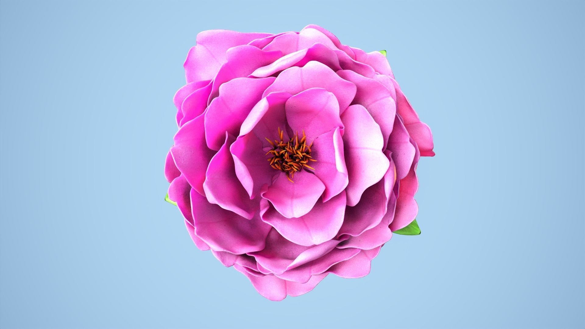 Peony flower Low-poly 3D model_2