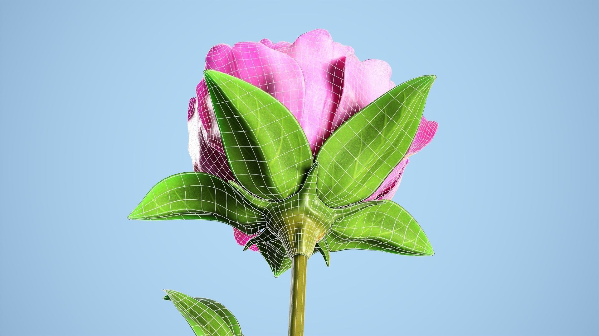 Peony flower Low-poly 3D model_10