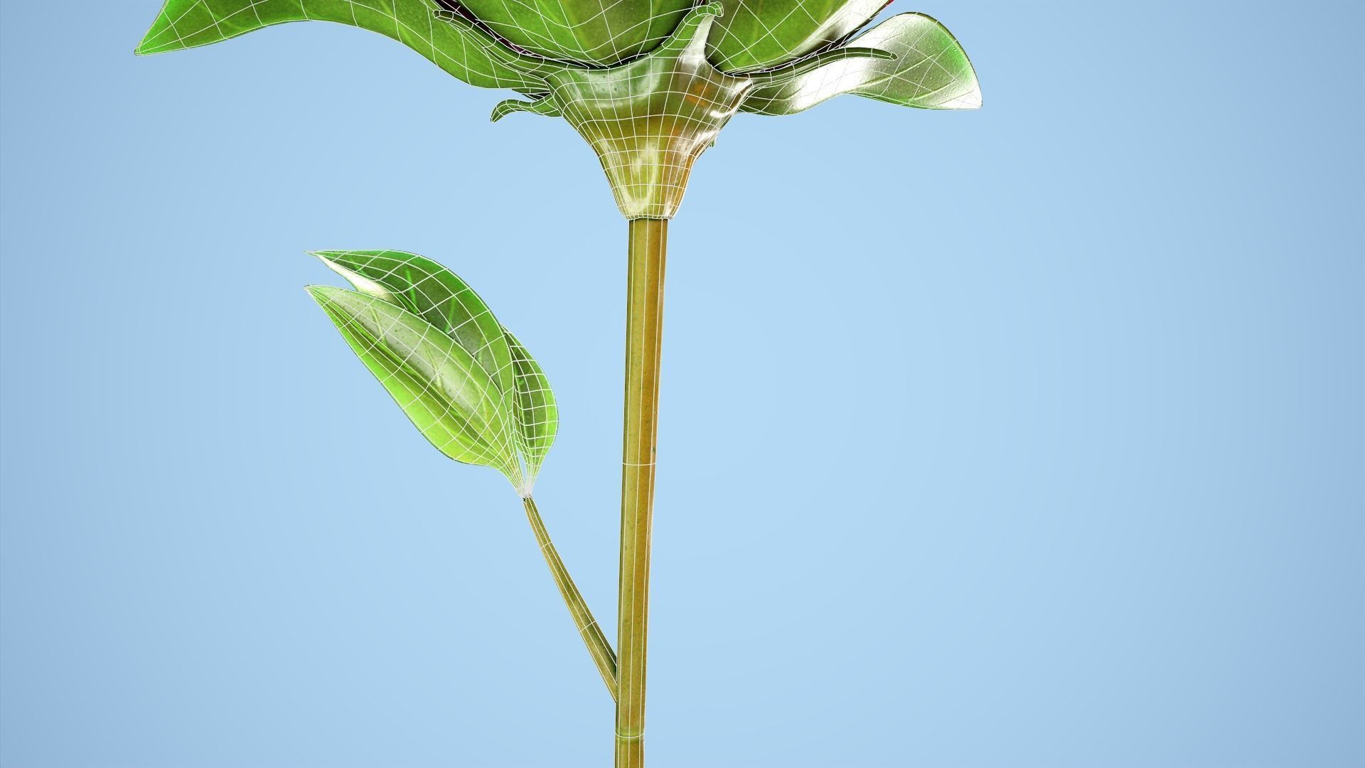 Peony flower Low-poly 3D model_13