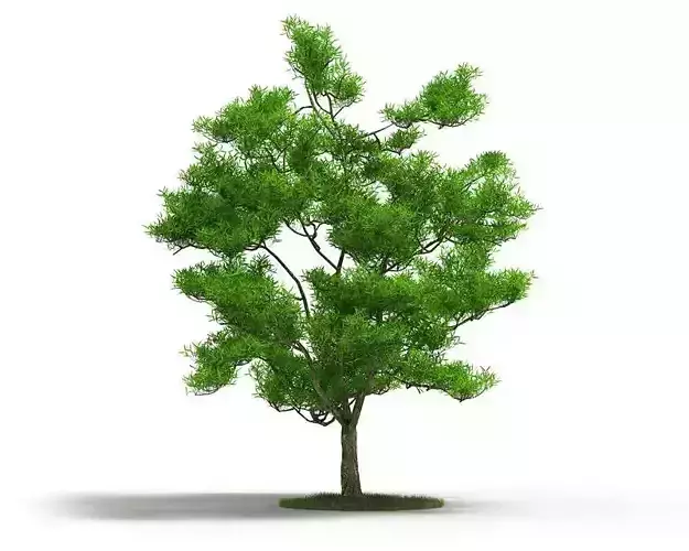 Green Tree