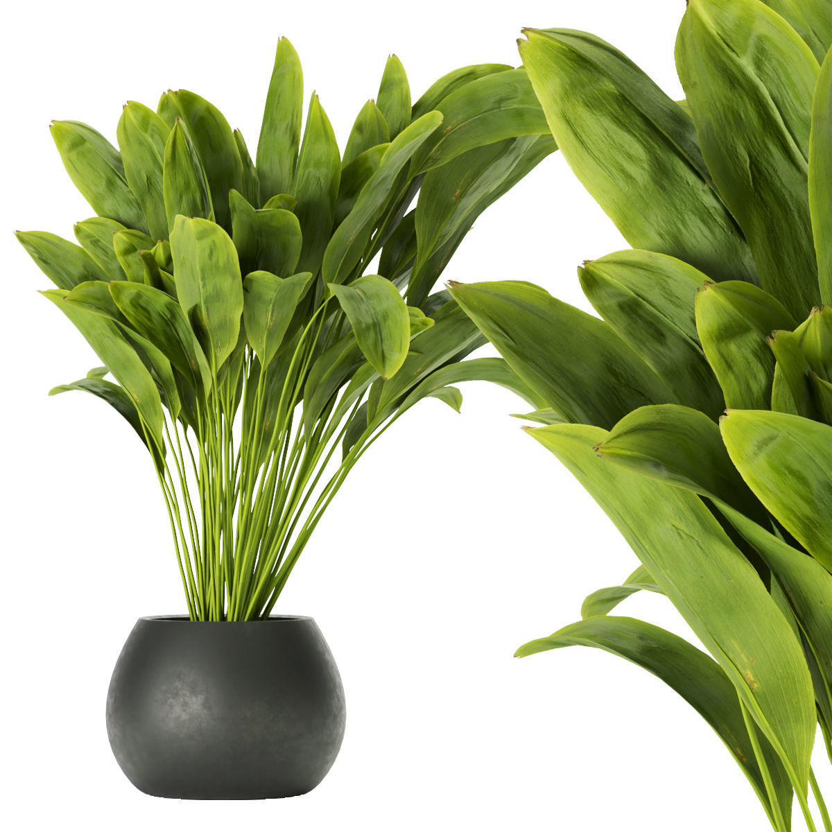 Collection plant vol 276 - indoor - leaf - paradise 3D model_1
