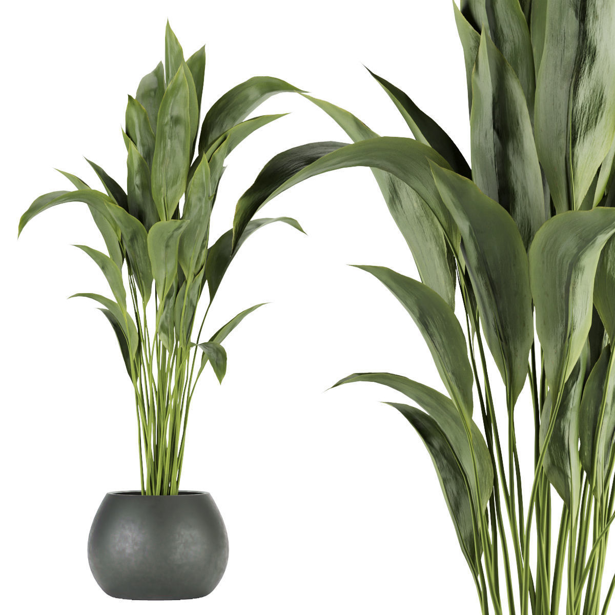 Collection plant vol 276 - indoor - leaf - paradise 3D model_2