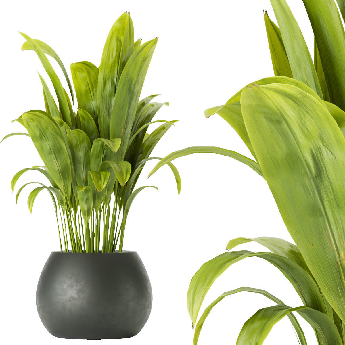 Collection plant vol 276 - indoor - leaf - paradise 3D model_3