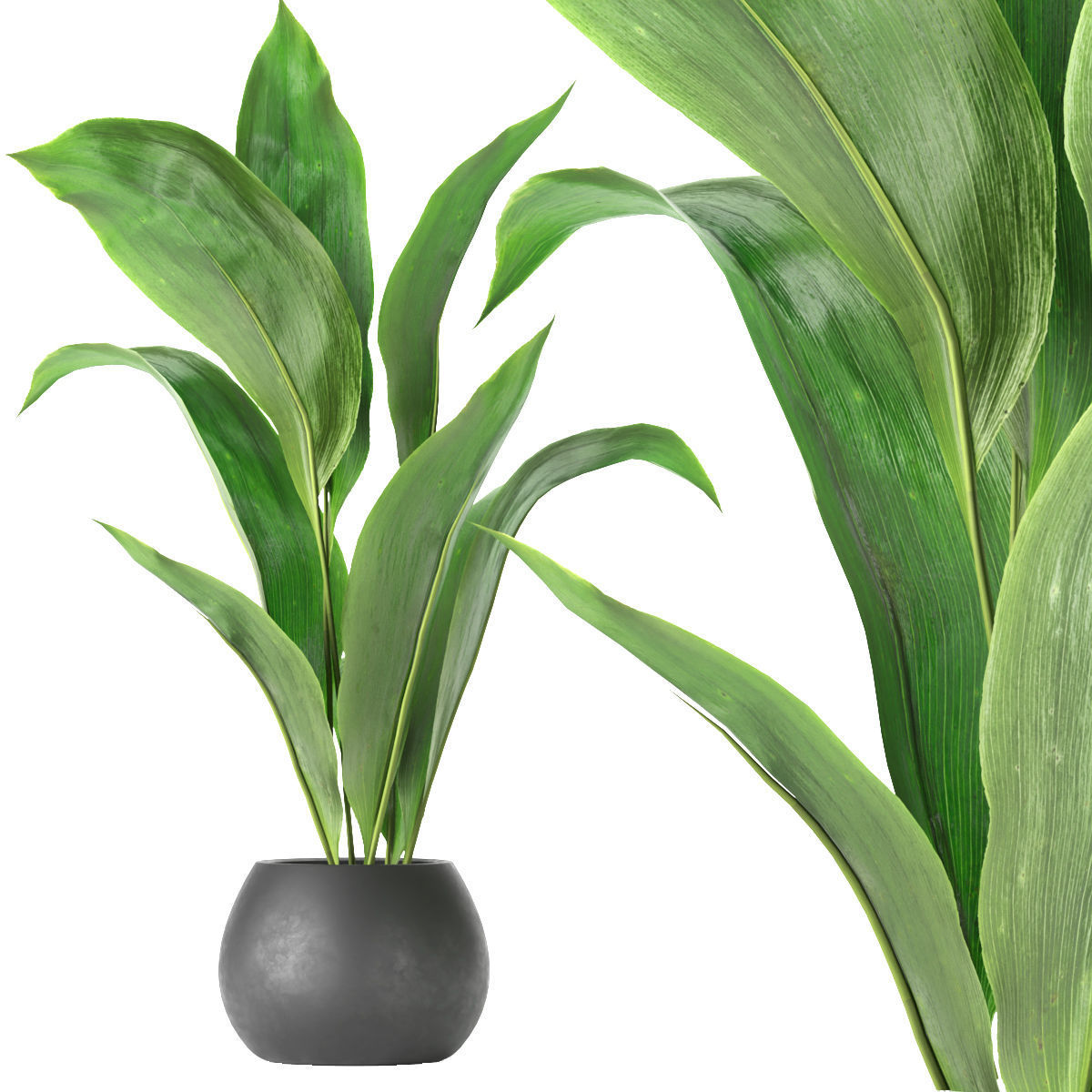 Collection plant vol 276 - indoor - leaf - paradise 3D model_5