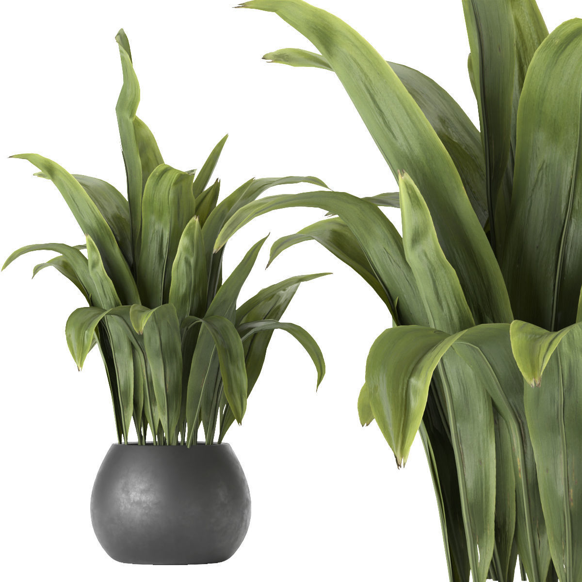 Collection plant vol 276 - indoor - leaf - paradise 3D model_4