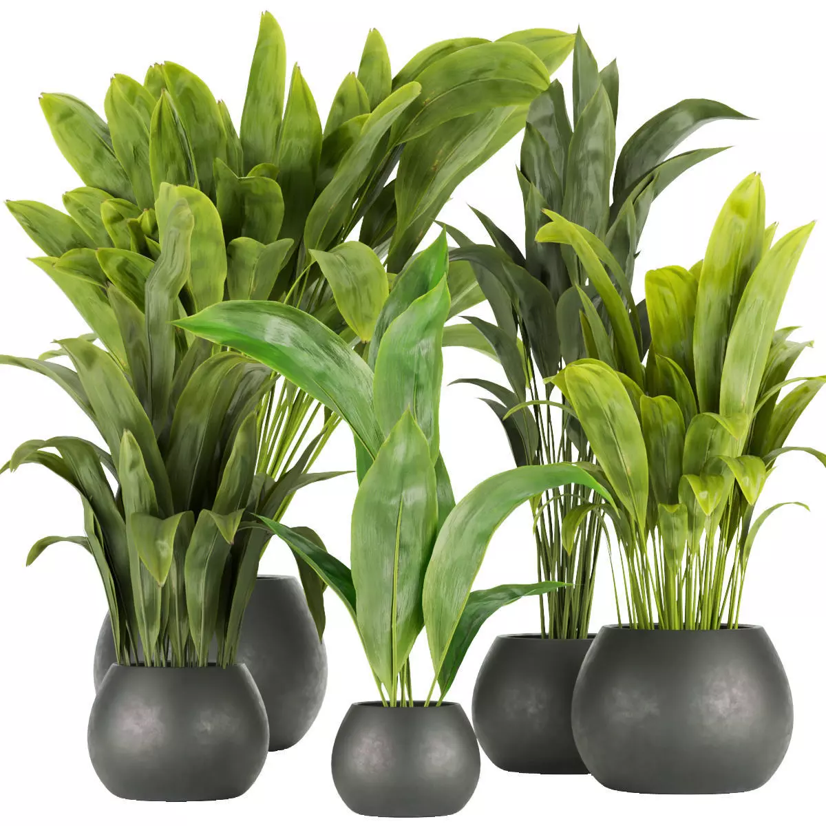 Collection plant vol 276 - indoor - leaf - paradise 3D model_0