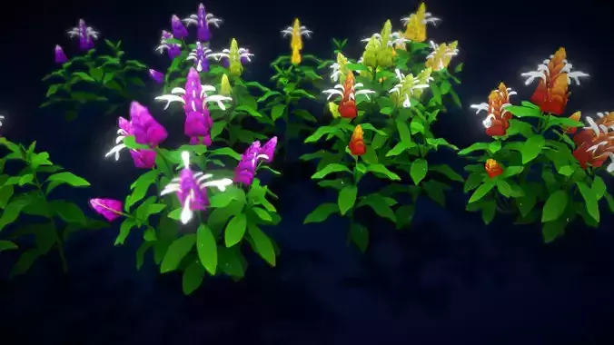  Flower Pachystachys Lutea