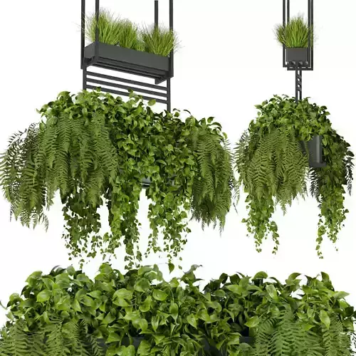 Collection plant vol 277 - Indoor - ampelous - hanging - 3D model