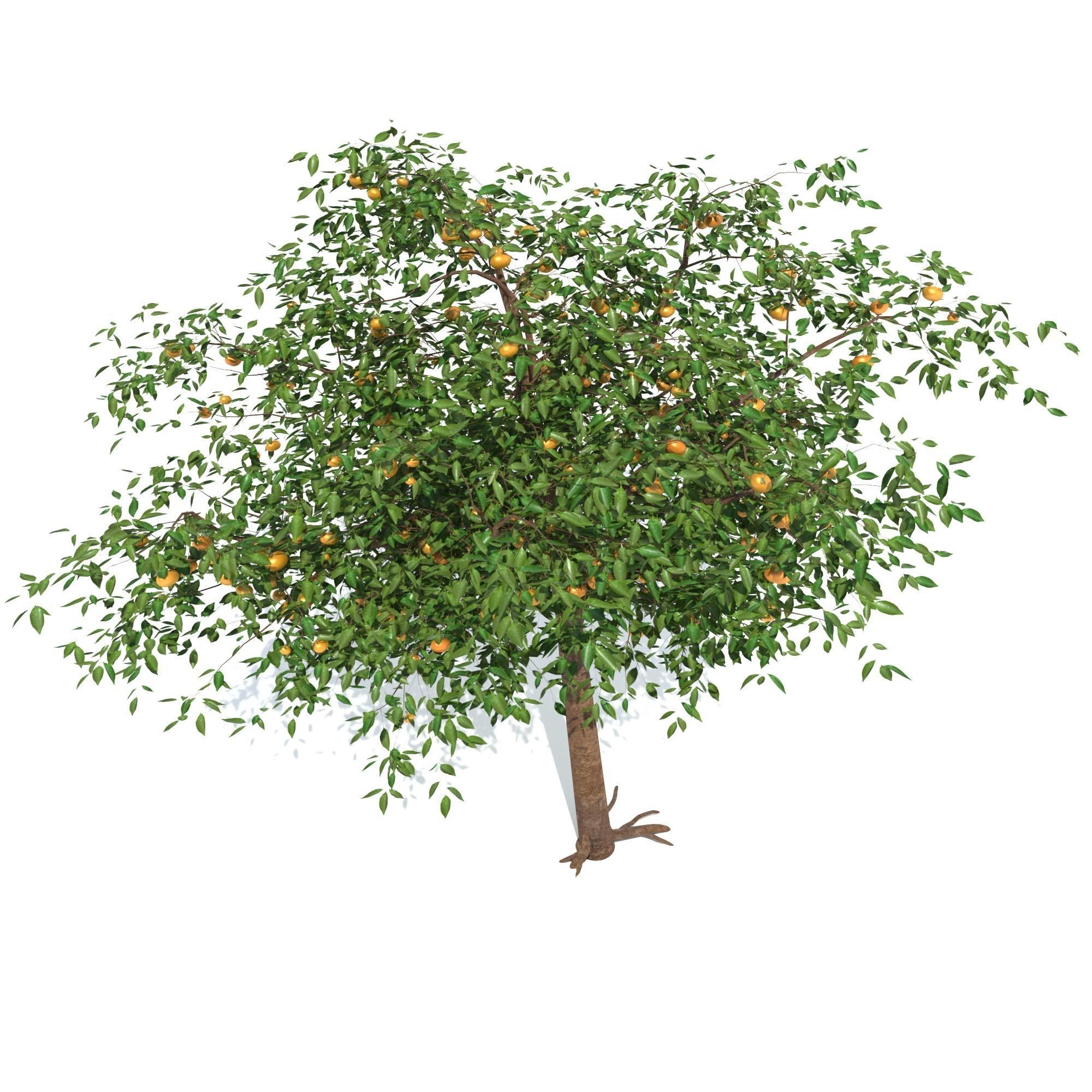 Mandarin tree Free 3D model_7