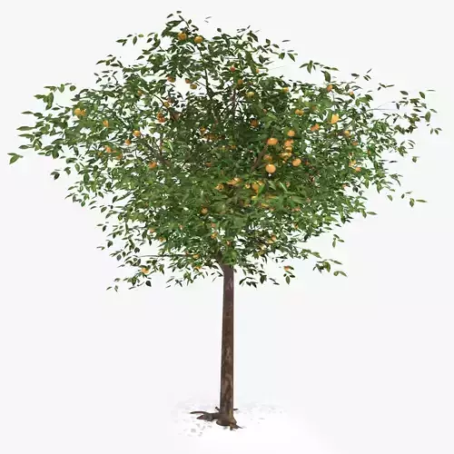 Mandarin tree