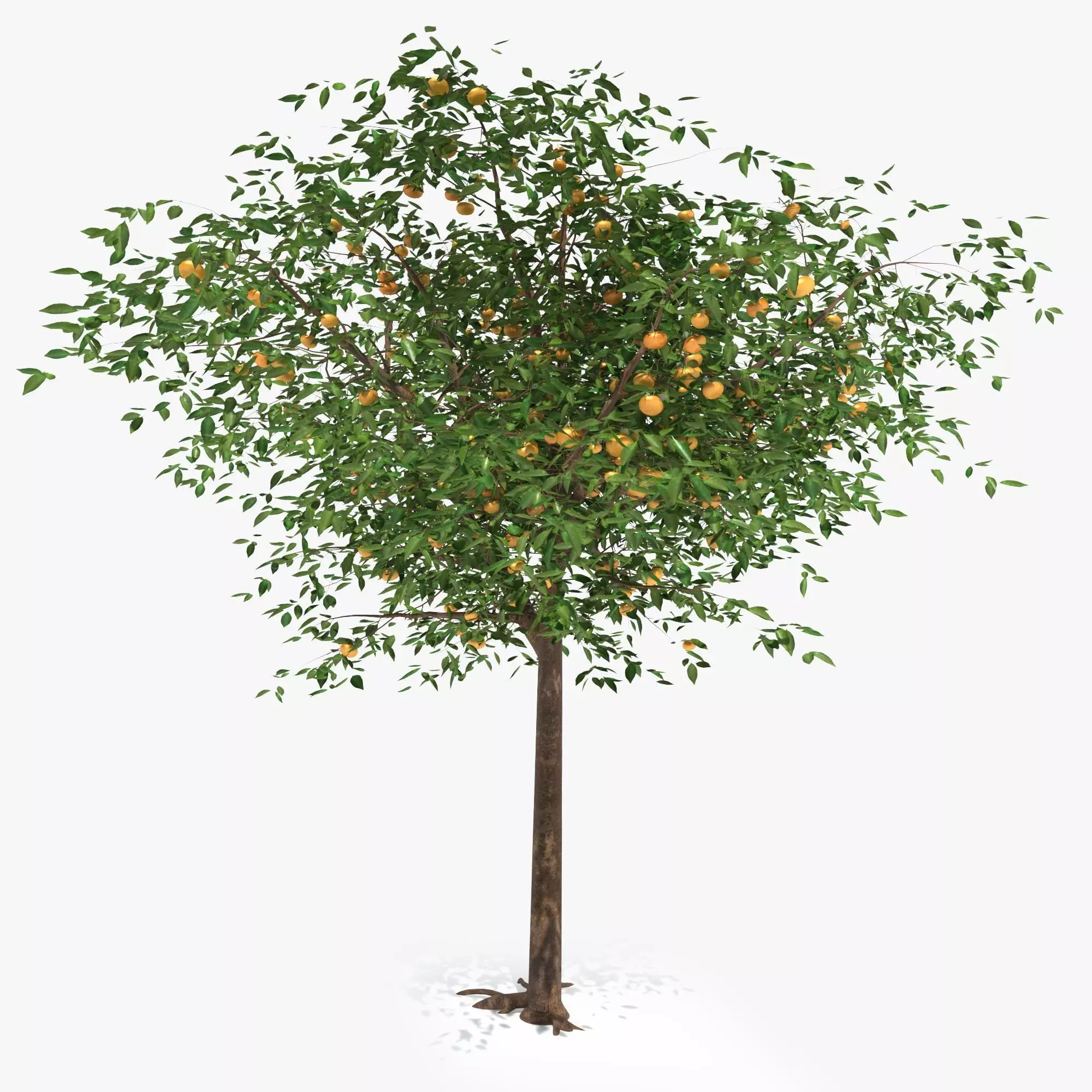 Mandarin tree Free 3D model_0