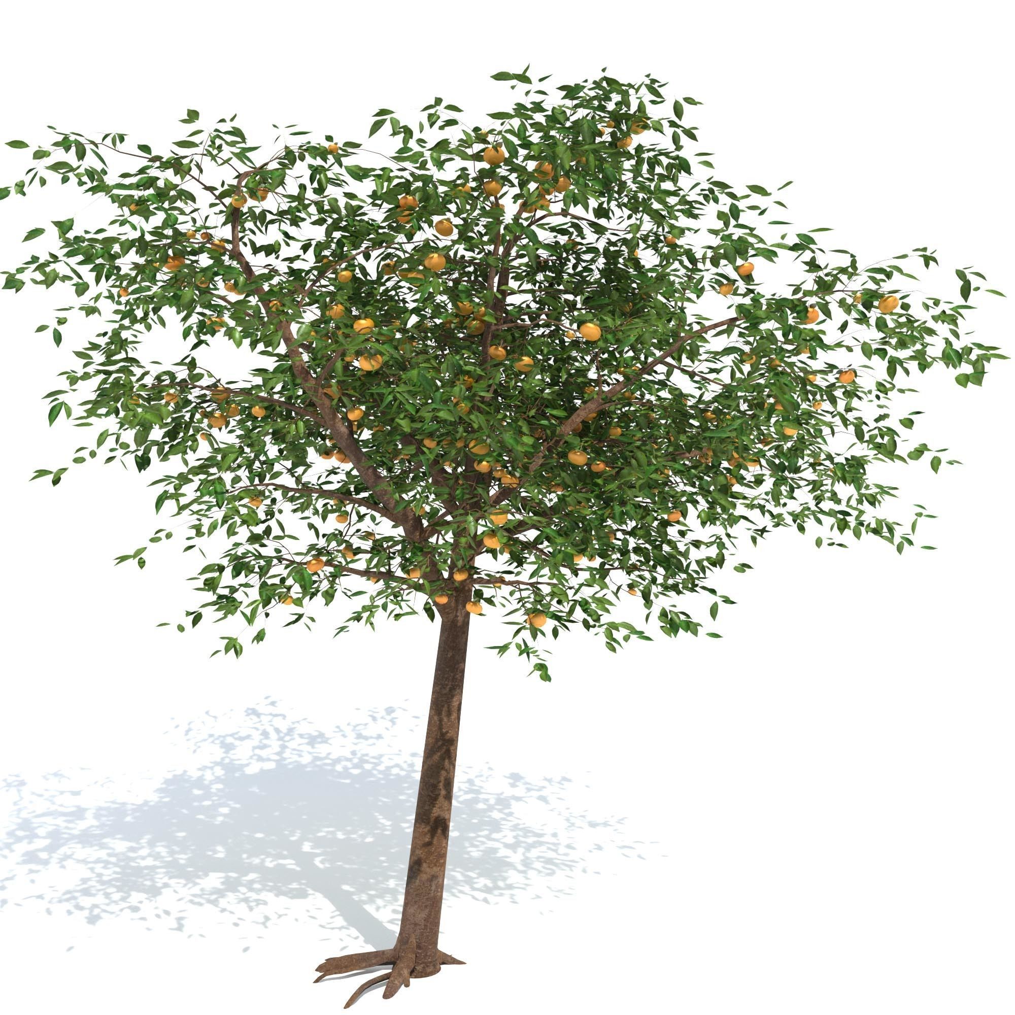 Mandarin tree Free 3D model_2