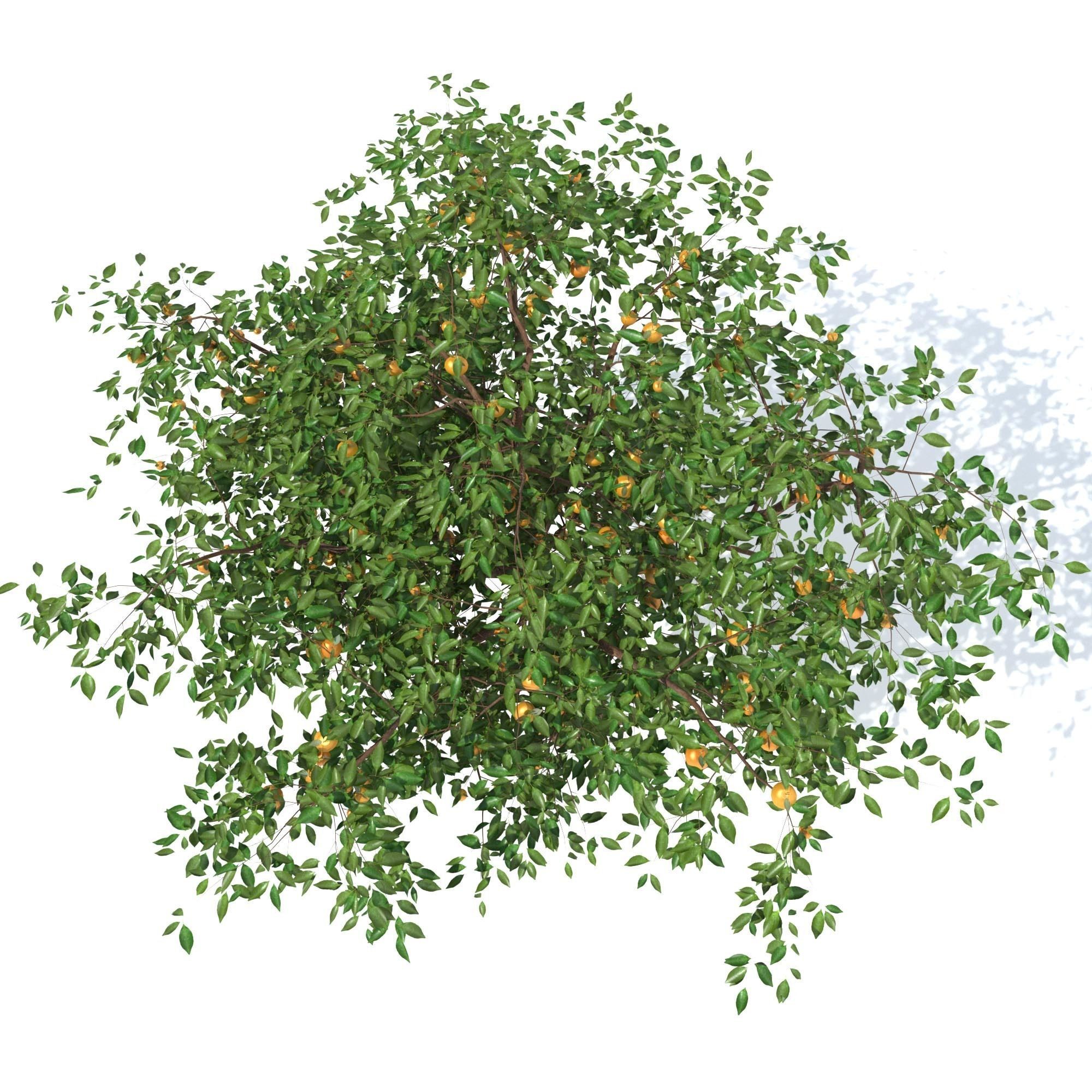 Mandarin tree Free 3D model_8