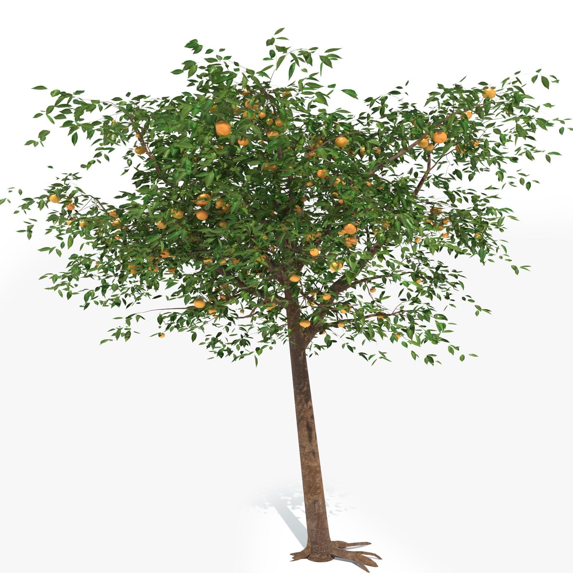 Mandarin tree Free 3D model_4