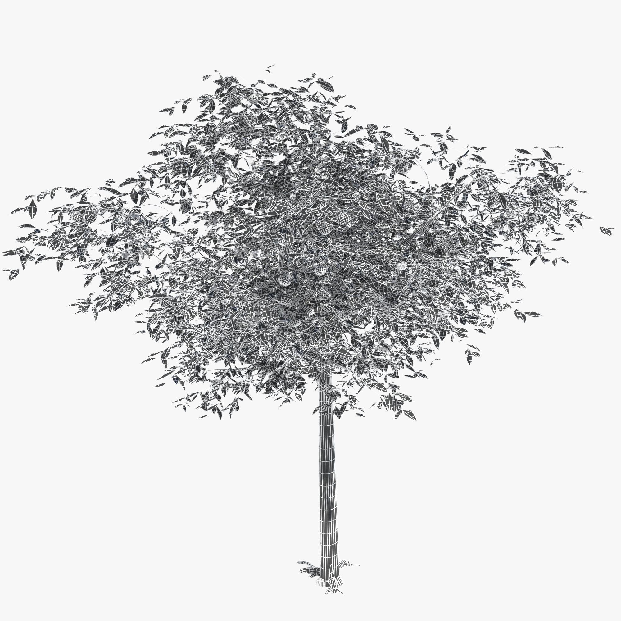 Mandarin tree Free 3D model_9