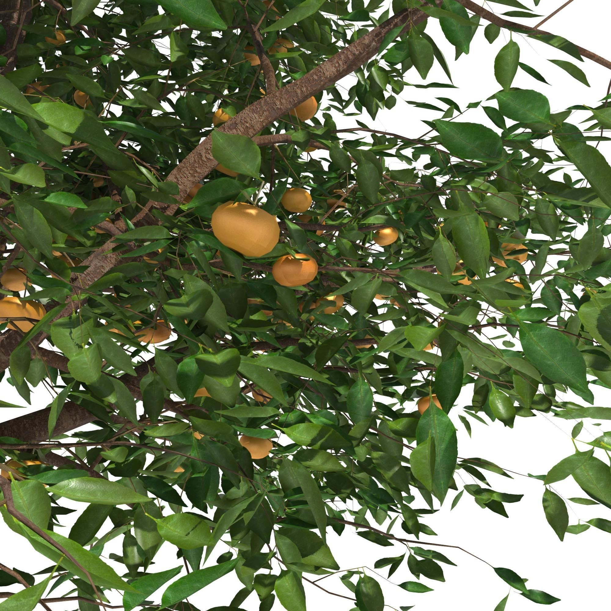Mandarin tree Free 3D model_3