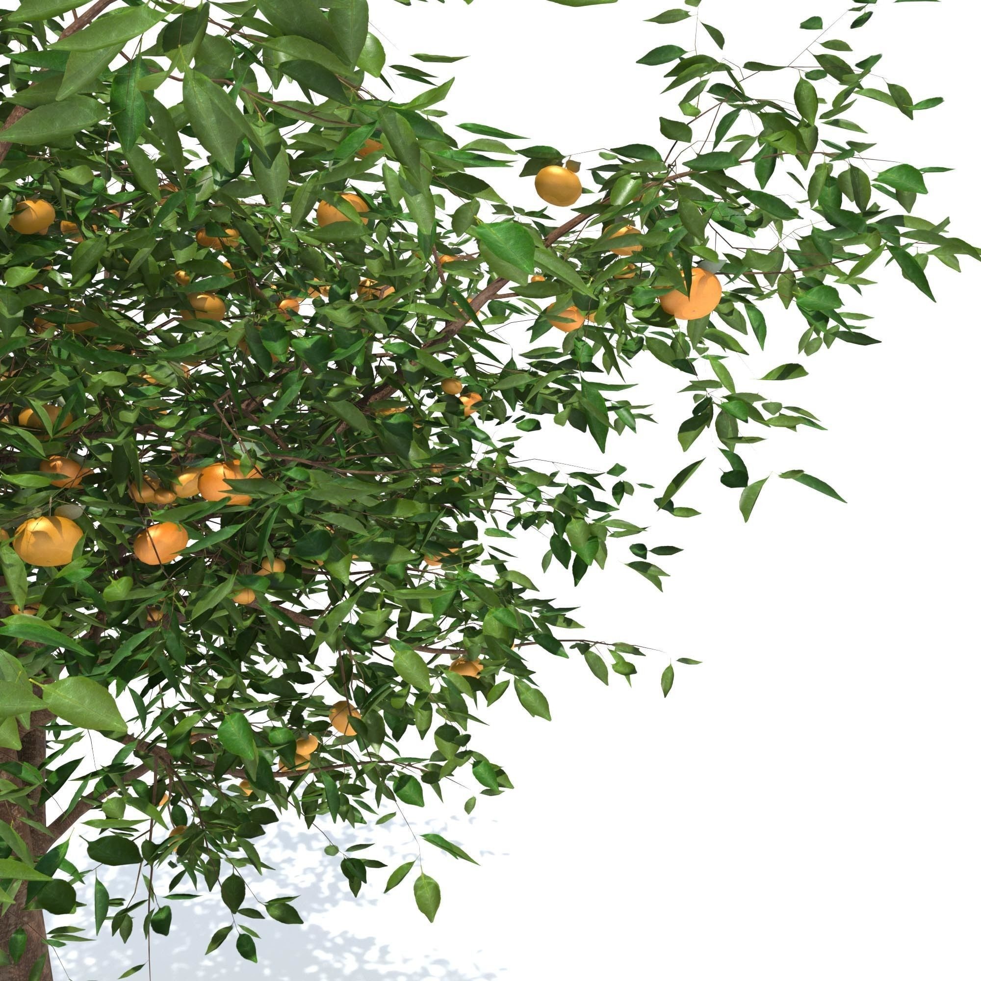 Mandarin tree Free 3D model_1