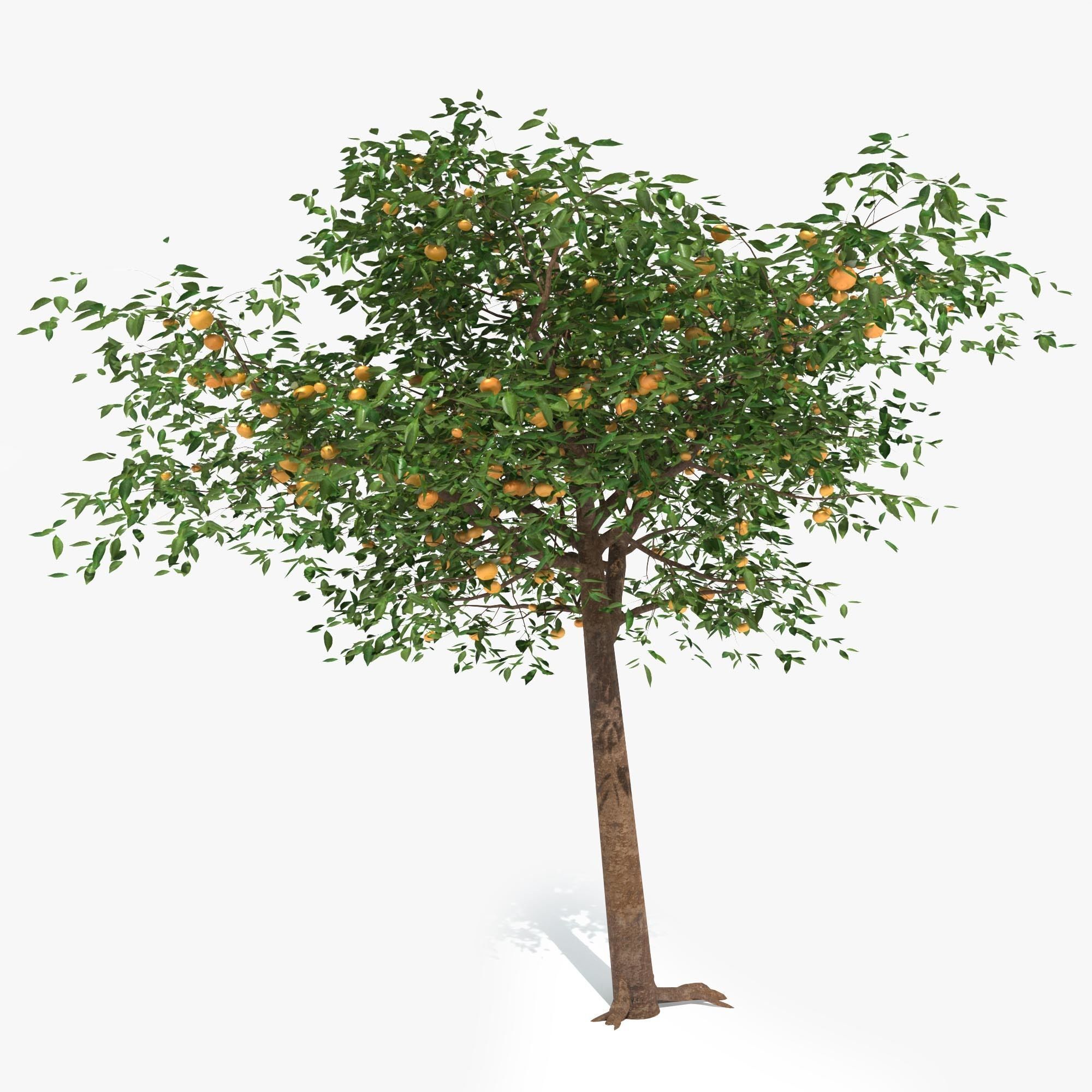 Mandarin tree Free 3D model_6