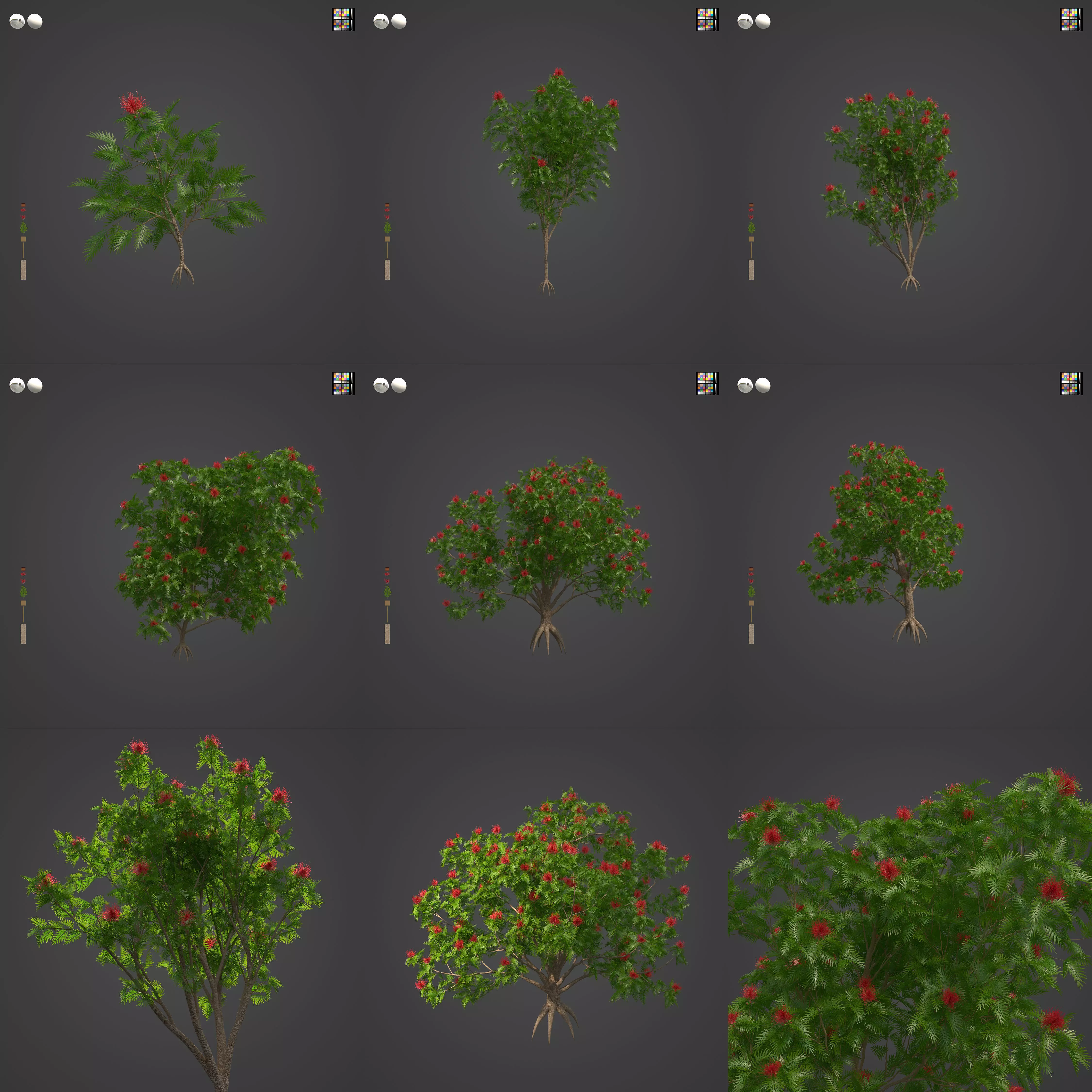 2021 PBR Red Silky Oak Collection - Grevillea Banksii 3D model_0