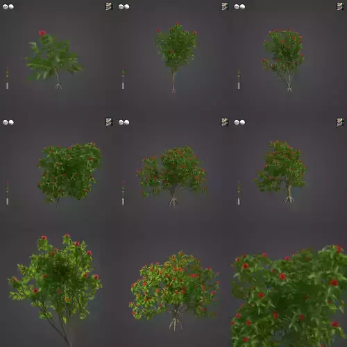 2021 PBR Red Silky Oak Collection - Grevillea Banksii