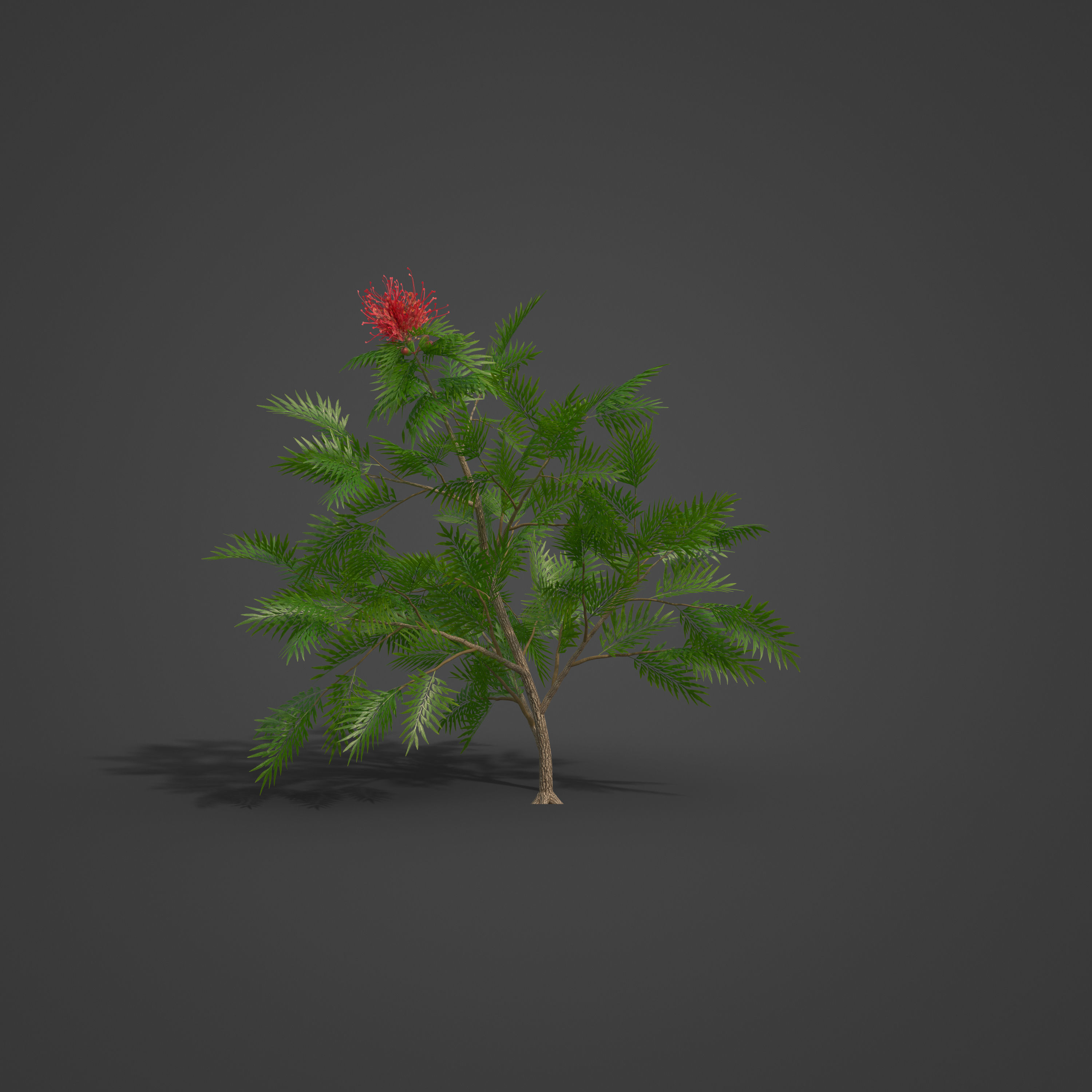 2021 PBR Red Silky Oak Collection - Grevillea Banksii 3D model_3
