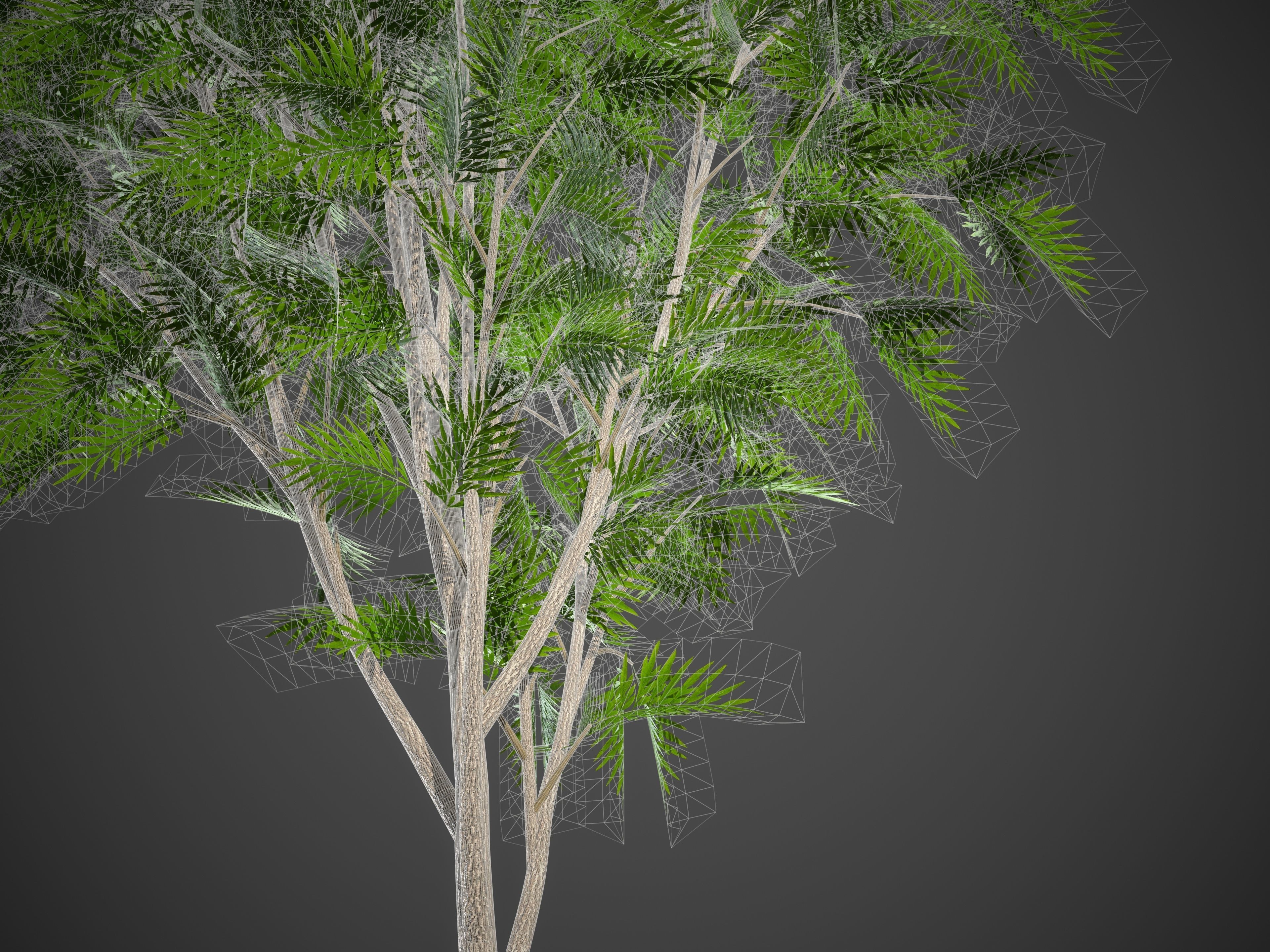 2021 PBR Red Silky Oak Collection - Grevillea Banksii 3D model_8