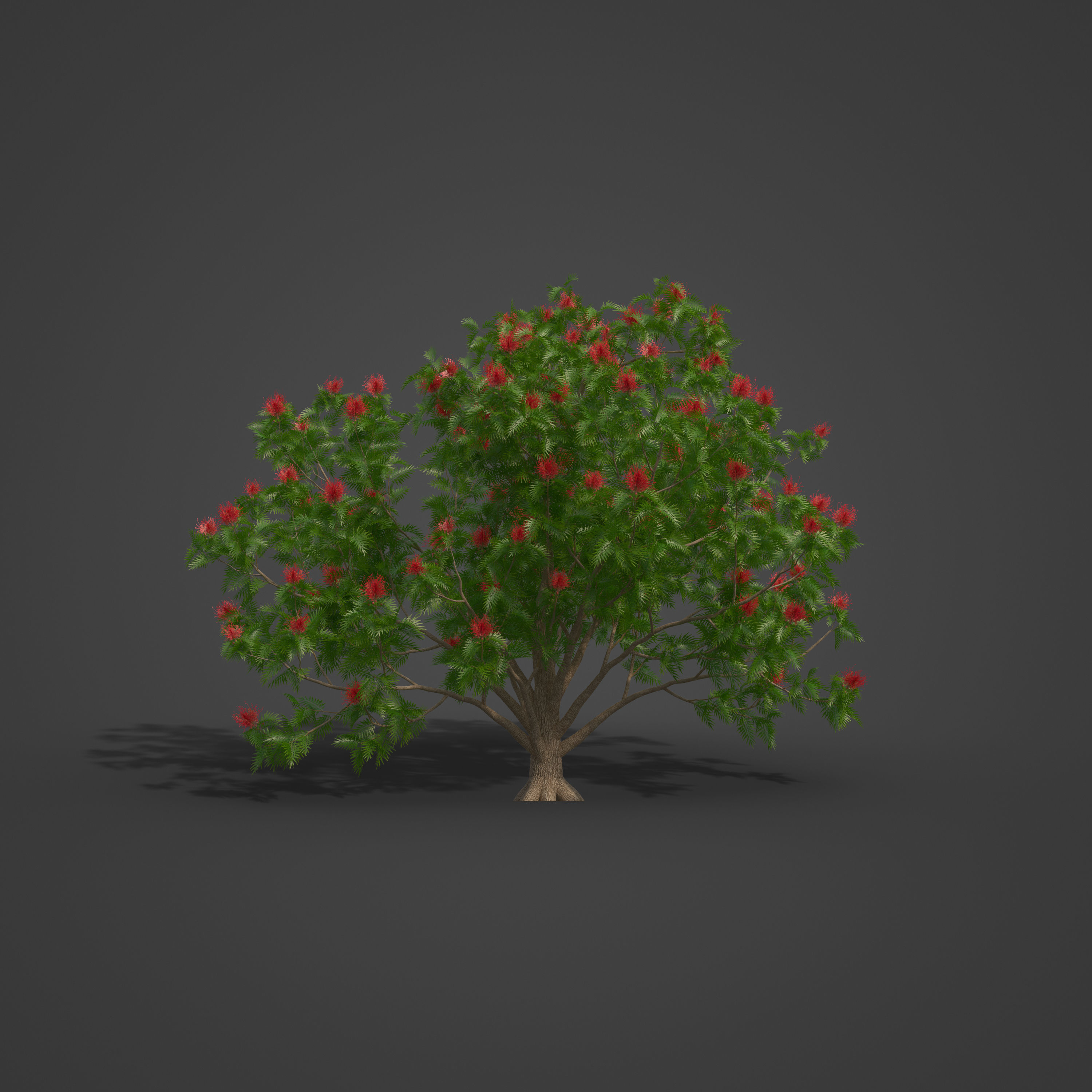 2021 PBR Red Silky Oak Collection - Grevillea Banksii 3D model_6