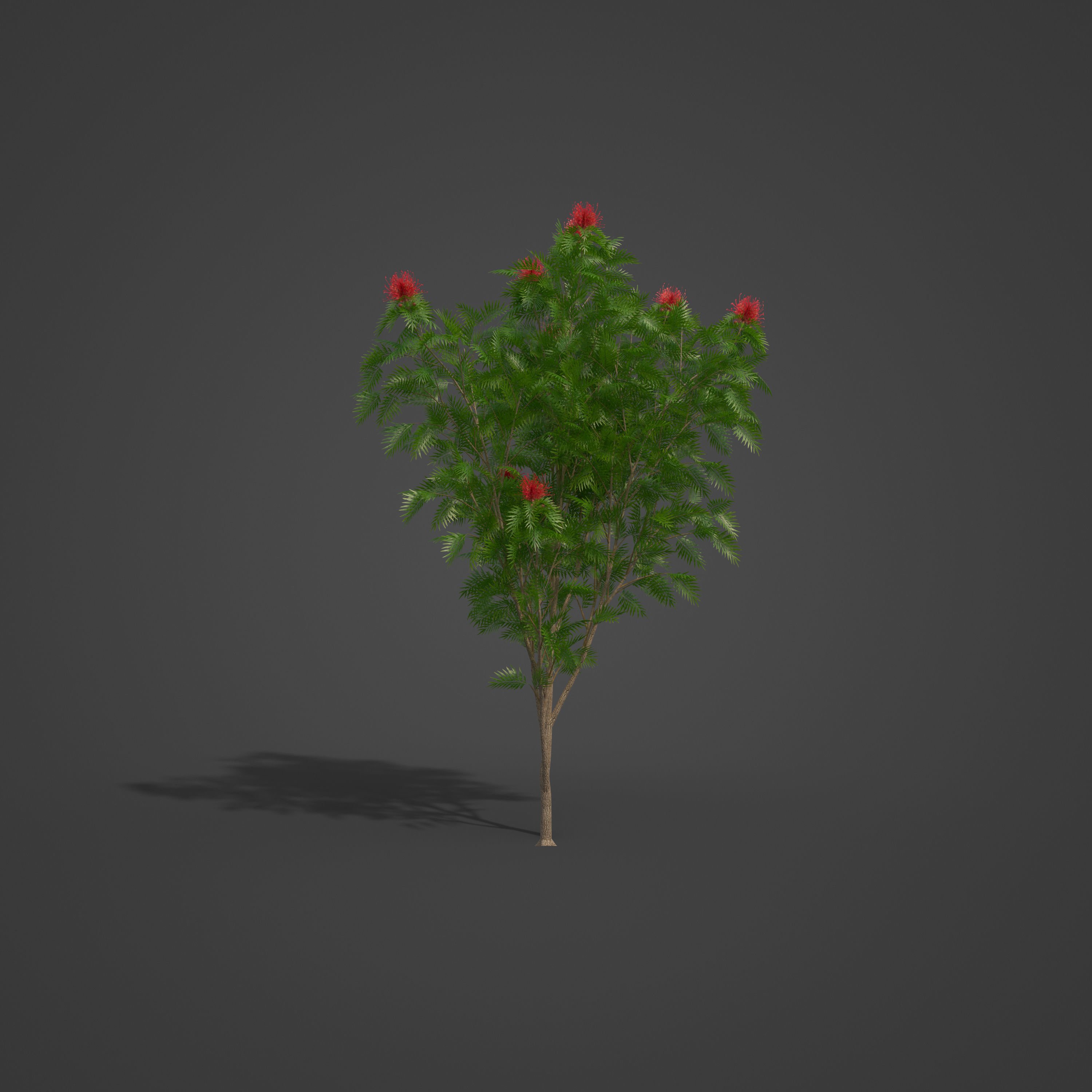 2021 PBR Red Silky Oak Collection - Grevillea Banksii 3D model_4