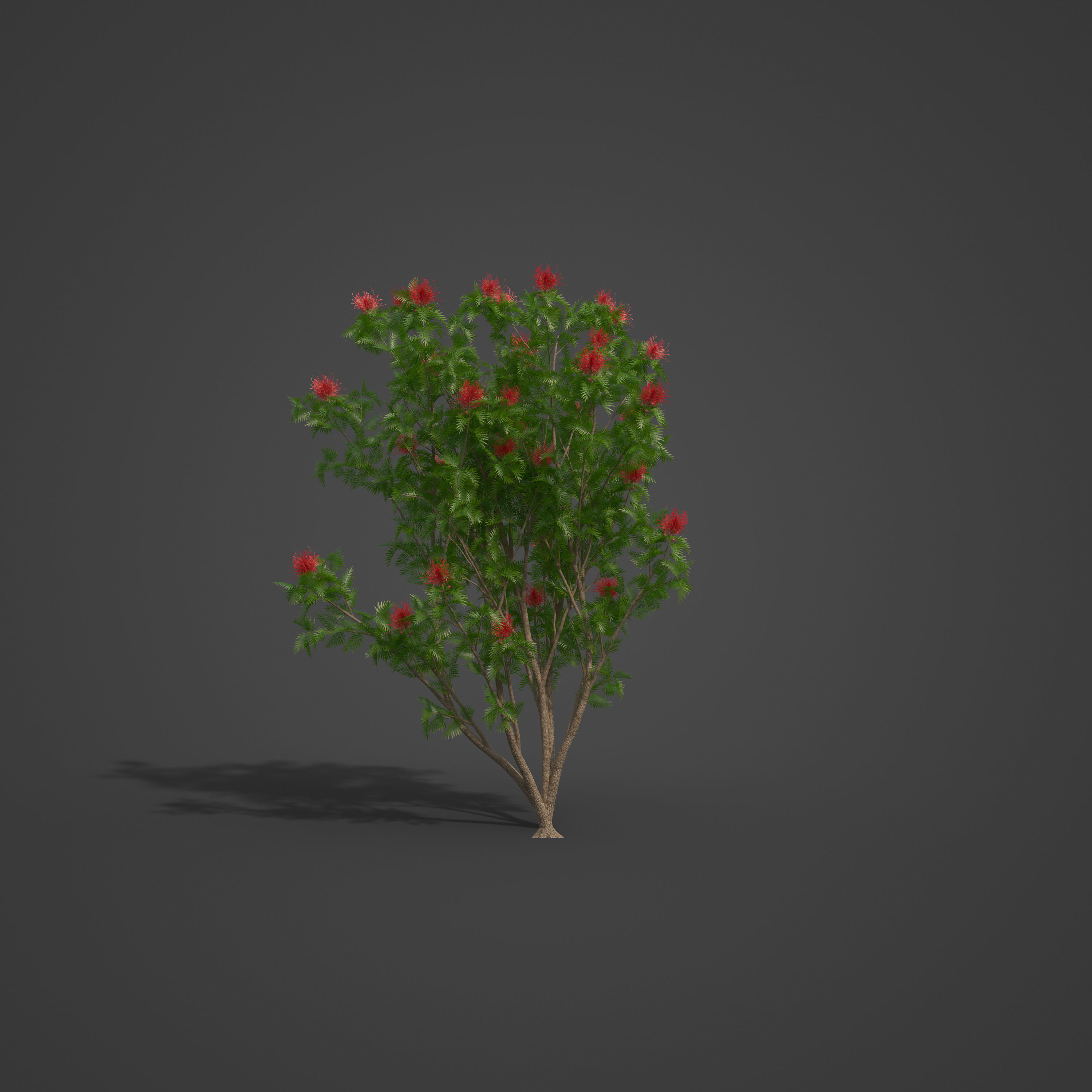 2021 PBR Red Silky Oak Collection - Grevillea Banksii 3D model_5