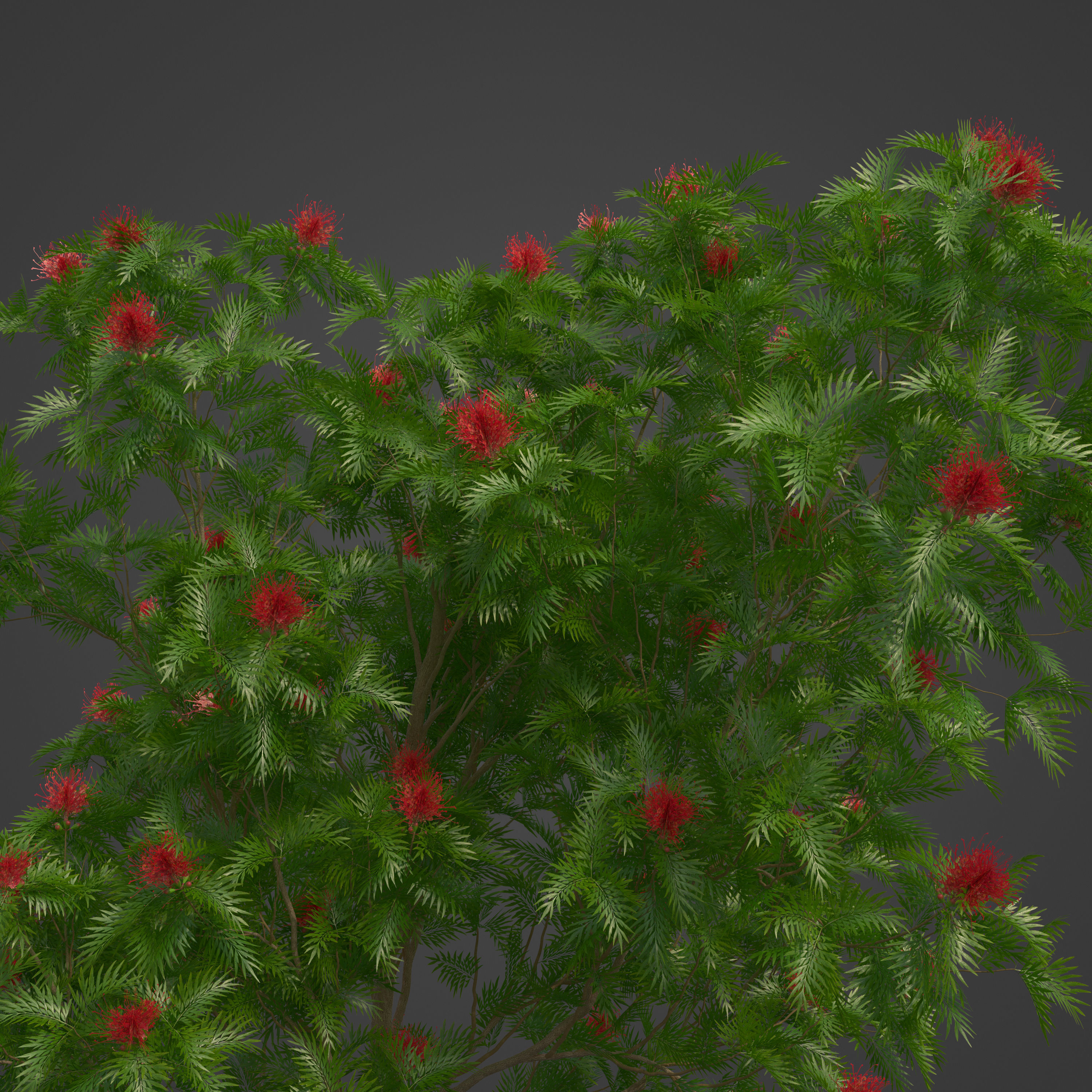 2021 PBR Red Silky Oak Collection - Grevillea Banksii 3D model_2