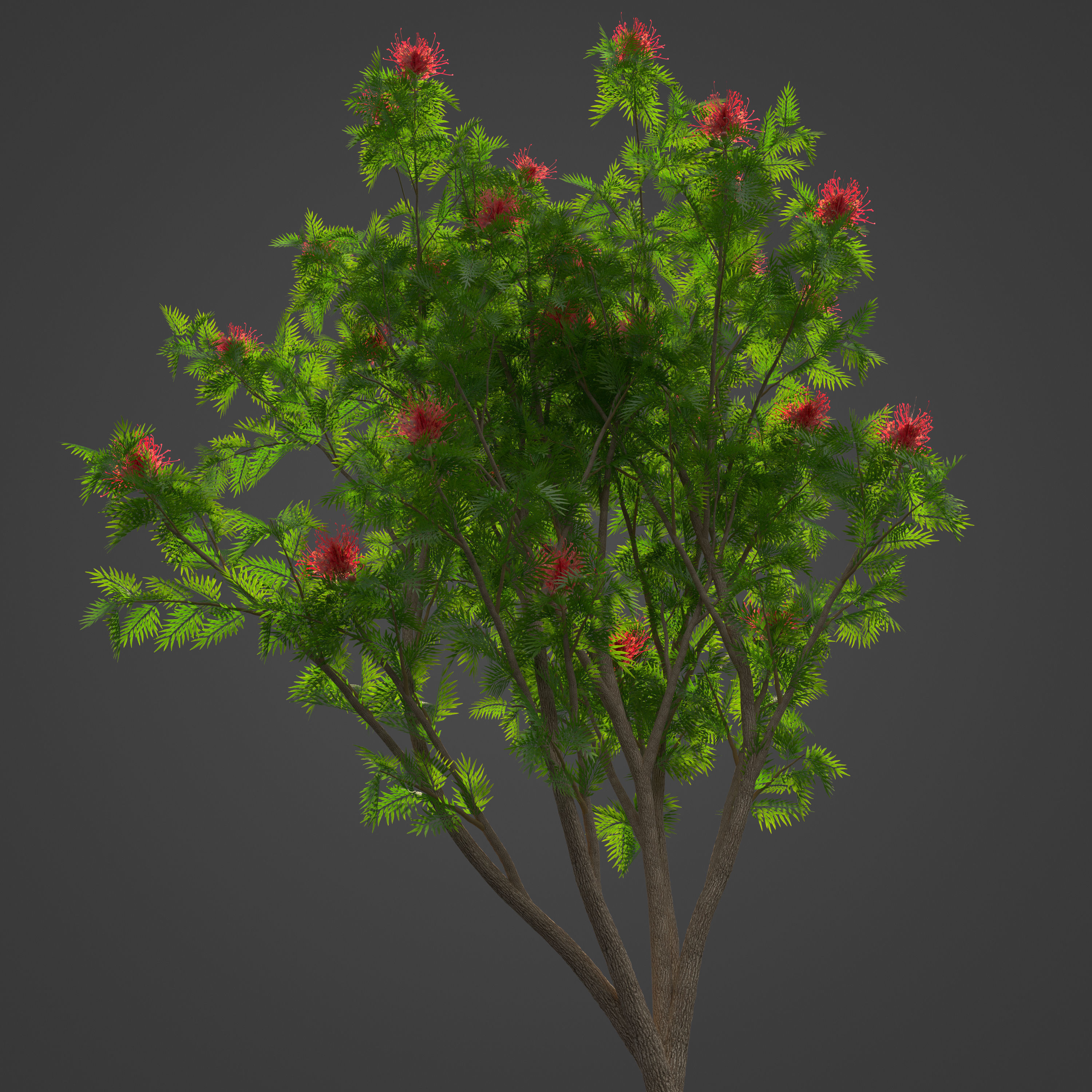 2021 PBR Red Silky Oak Collection - Grevillea Banksii 3D model_7