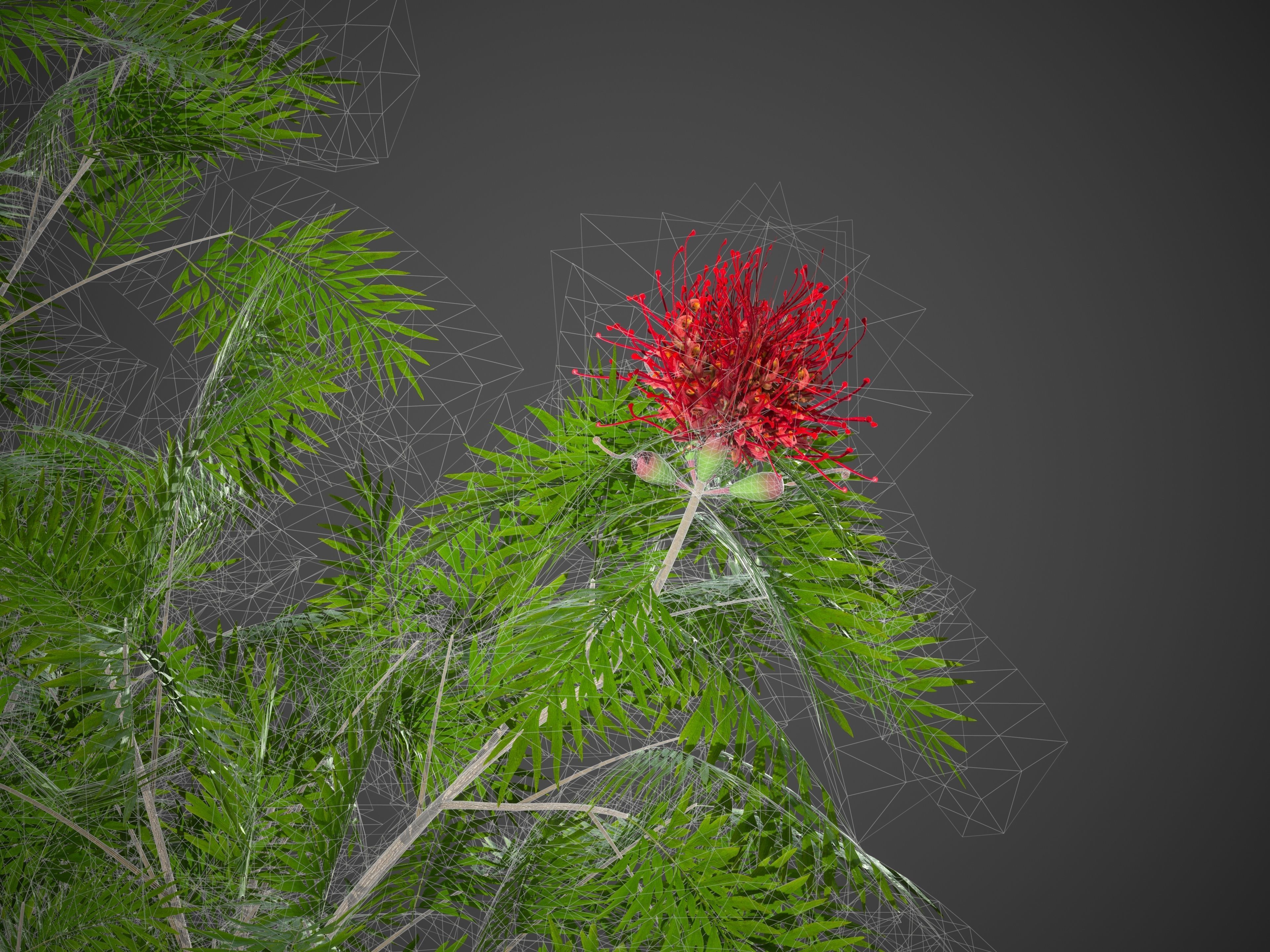 2021 PBR Red Silky Oak Collection - Grevillea Banksii 3D model_9