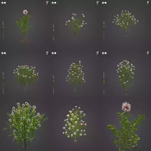 2021 PBR Grey Spider Flower Collection - Grevillea Buxifolia