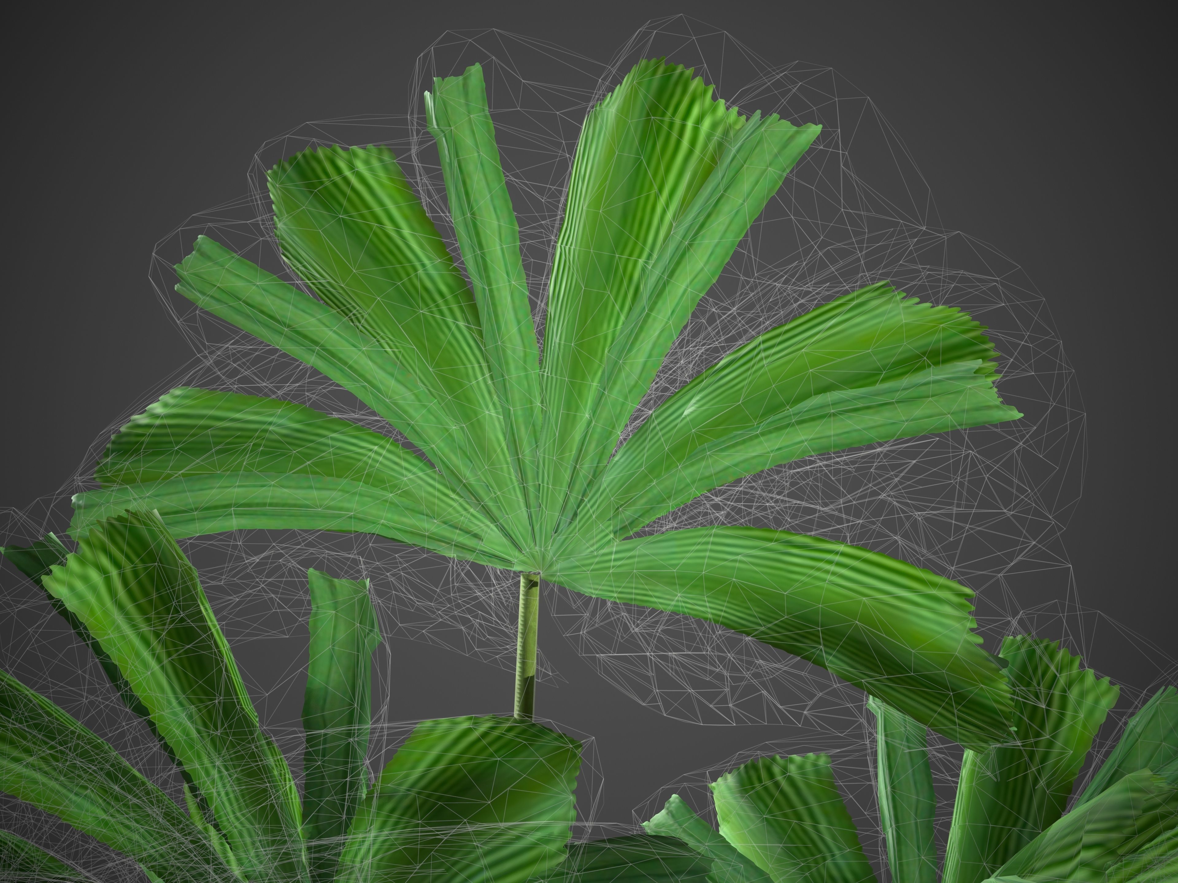 2021 PBR Queensland Fan Palm Collection - Licuala Ramsayi 3D model_8