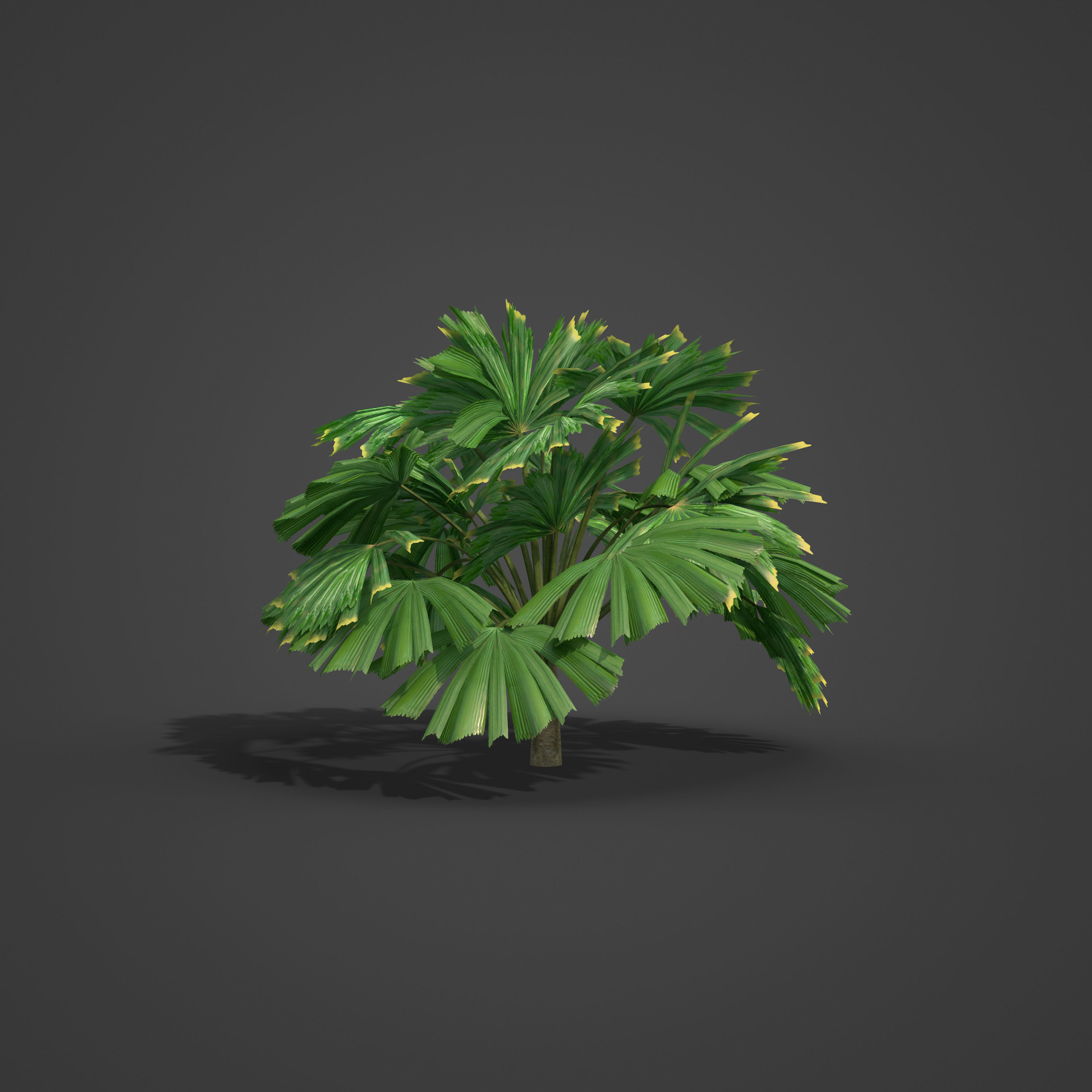 2021 PBR Queensland Fan Palm Collection - Licuala Ramsayi 3D model_3