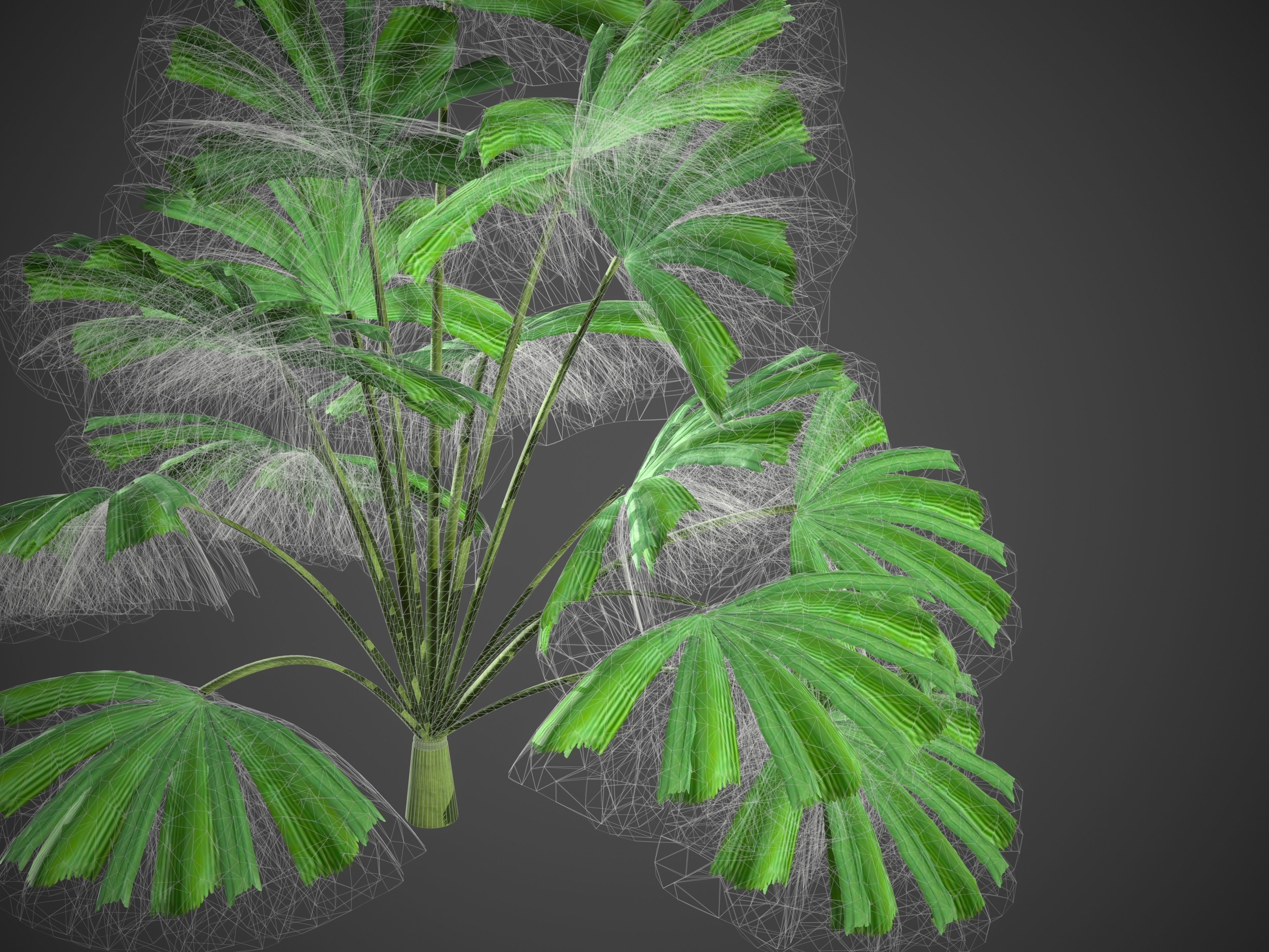 2021 PBR Queensland Fan Palm Collection - Licuala Ramsayi 3D model_7