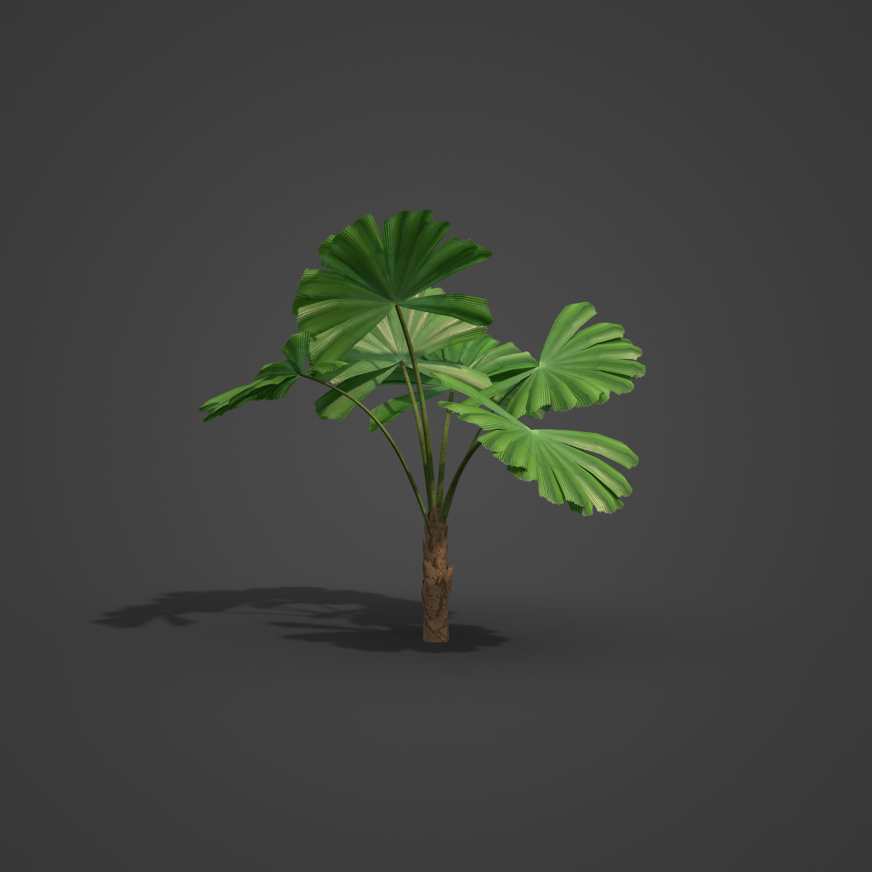 2021 PBR Queensland Fan Palm Collection - Licuala Ramsayi 3D model_4