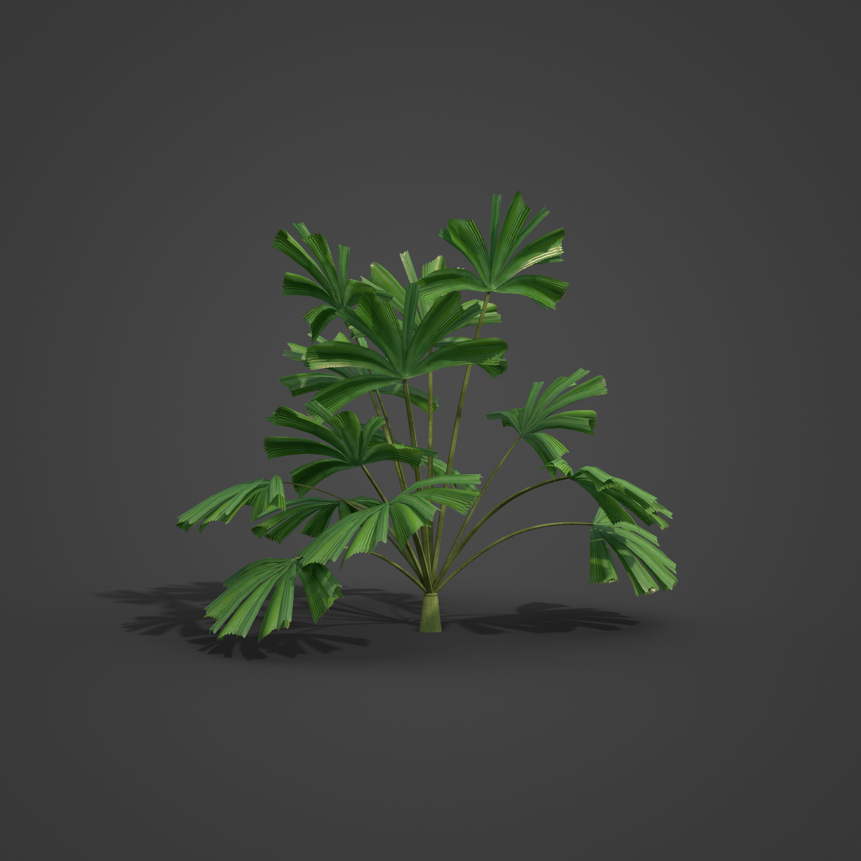 2021 PBR Queensland Fan Palm Collection - Licuala Ramsayi 3D model_5