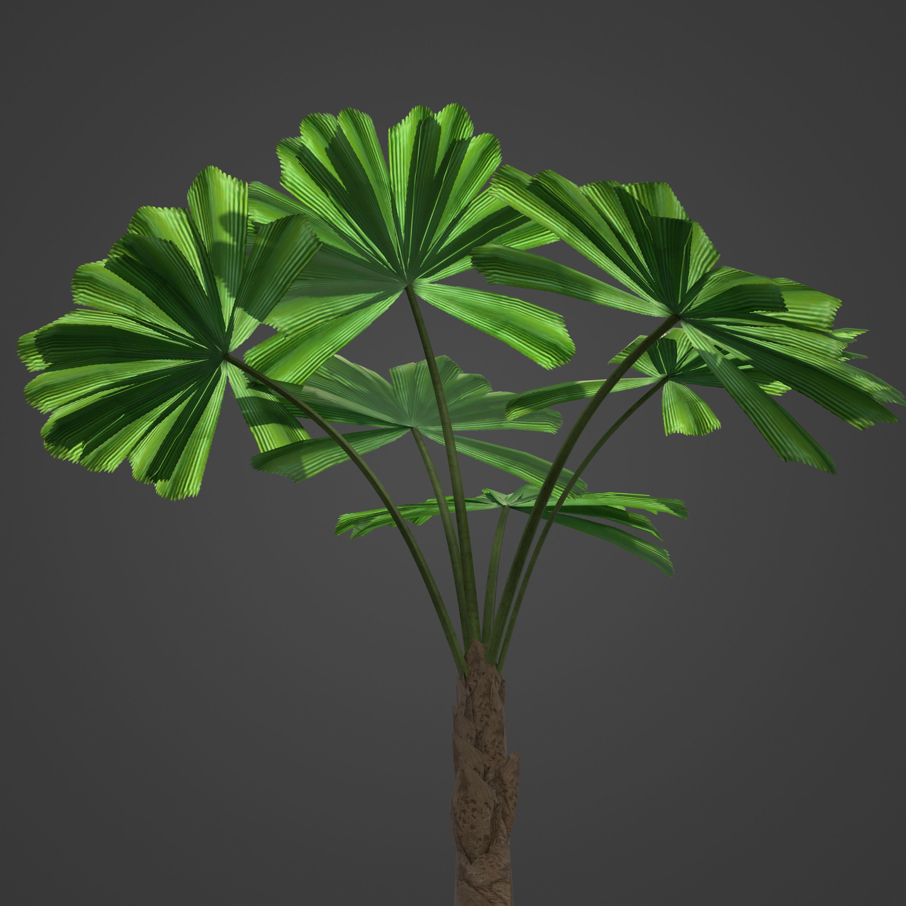 2021 PBR Queensland Fan Palm Collection - Licuala Ramsayi 3D model_2