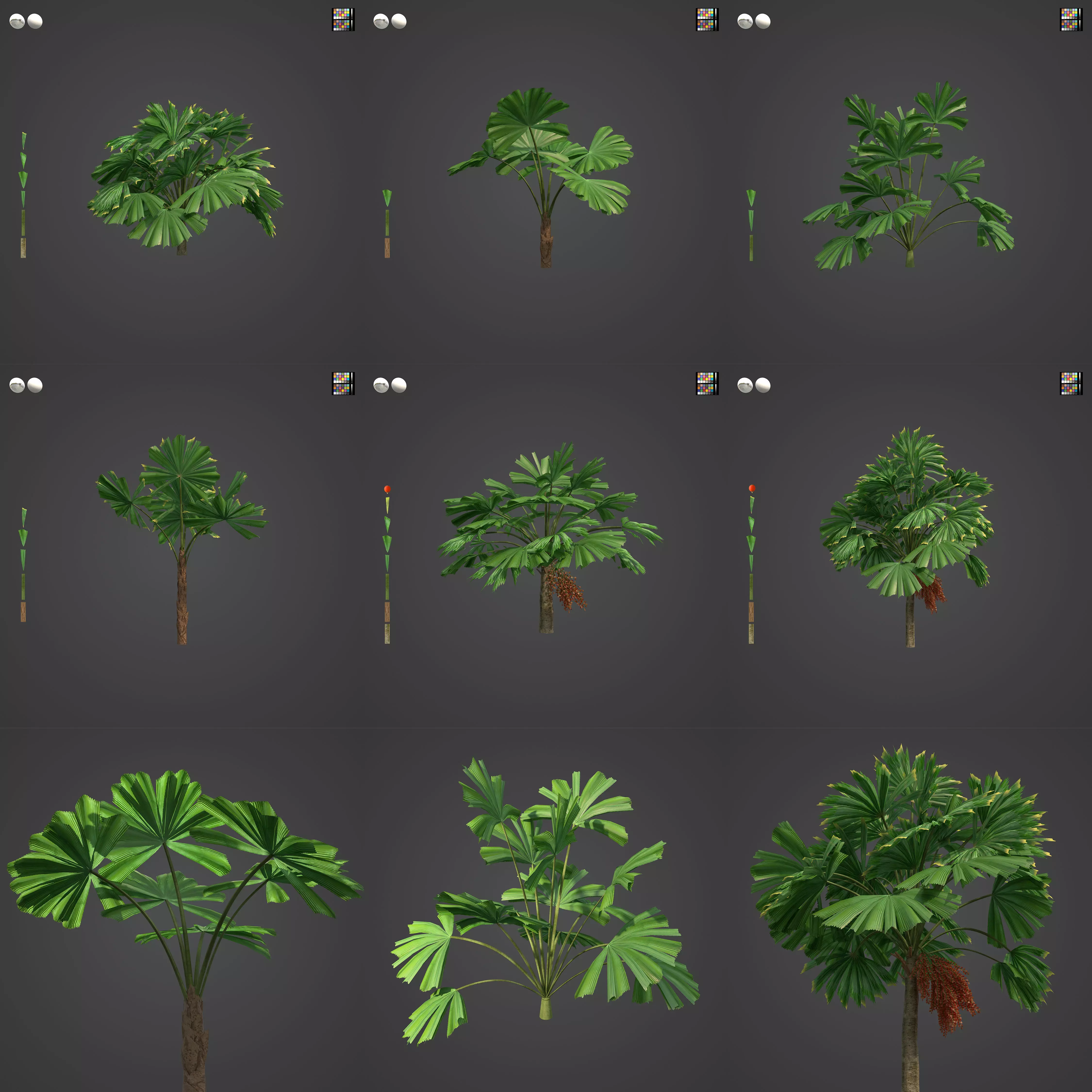2021 PBR Queensland Fan Palm Collection - Licuala Ramsayi 3D model_0