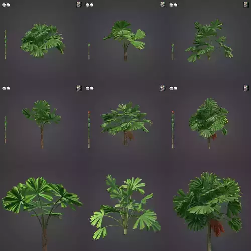 2021 PBR Queensland Fan Palm Collection - Licuala Ramsayi  3D model