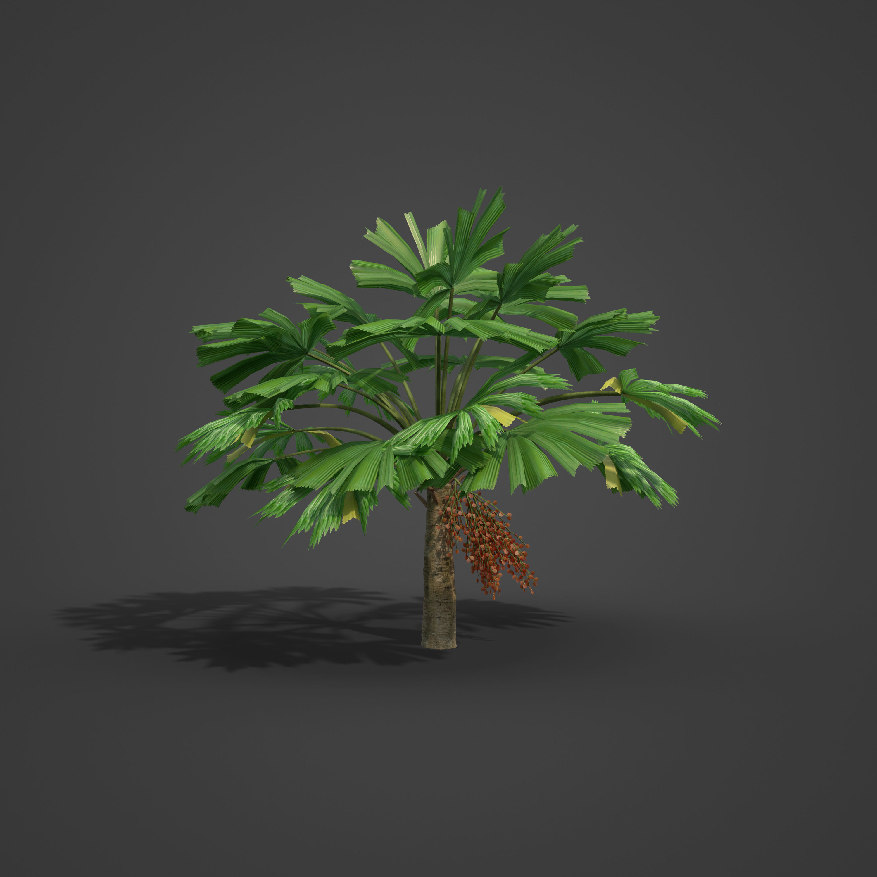 2021 PBR Queensland Fan Palm Collection - Licuala Ramsayi 3D model_6